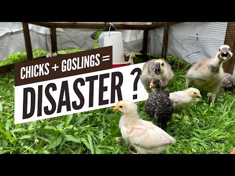 How to keep CHICKS and DUCKLINGS in the same brooder.