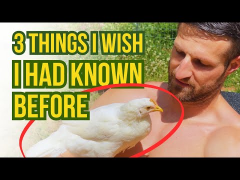 Pros and Cons of Raising LEGHORNS for EGGS on your Homestead