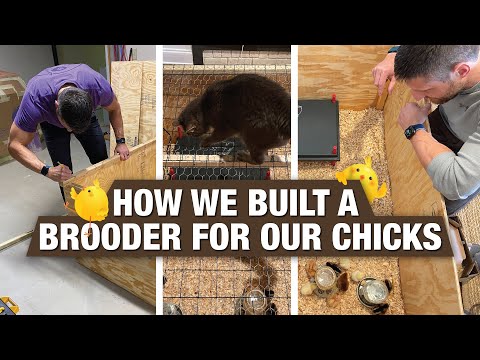 How We Built a Brooder for Our Chicks (That Keeps Our Cat Out)