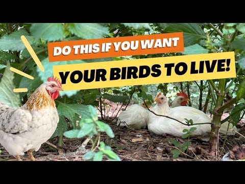 Is THIS the ONLY Way to Protect Chickens from Aerial Predators?