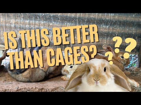 Why You Should Raise Meat Rabbits in a Colony (Pros and Cons)