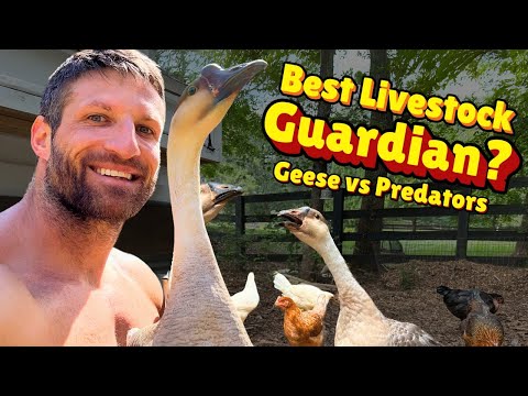 How Our 2 African Geese Became Homestead Defenders!