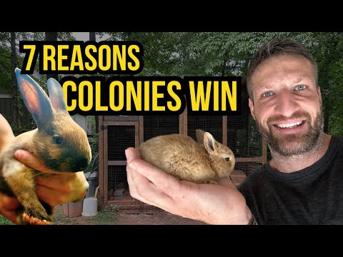 Raising Rabbits in Colonies [7 Myths Busted]