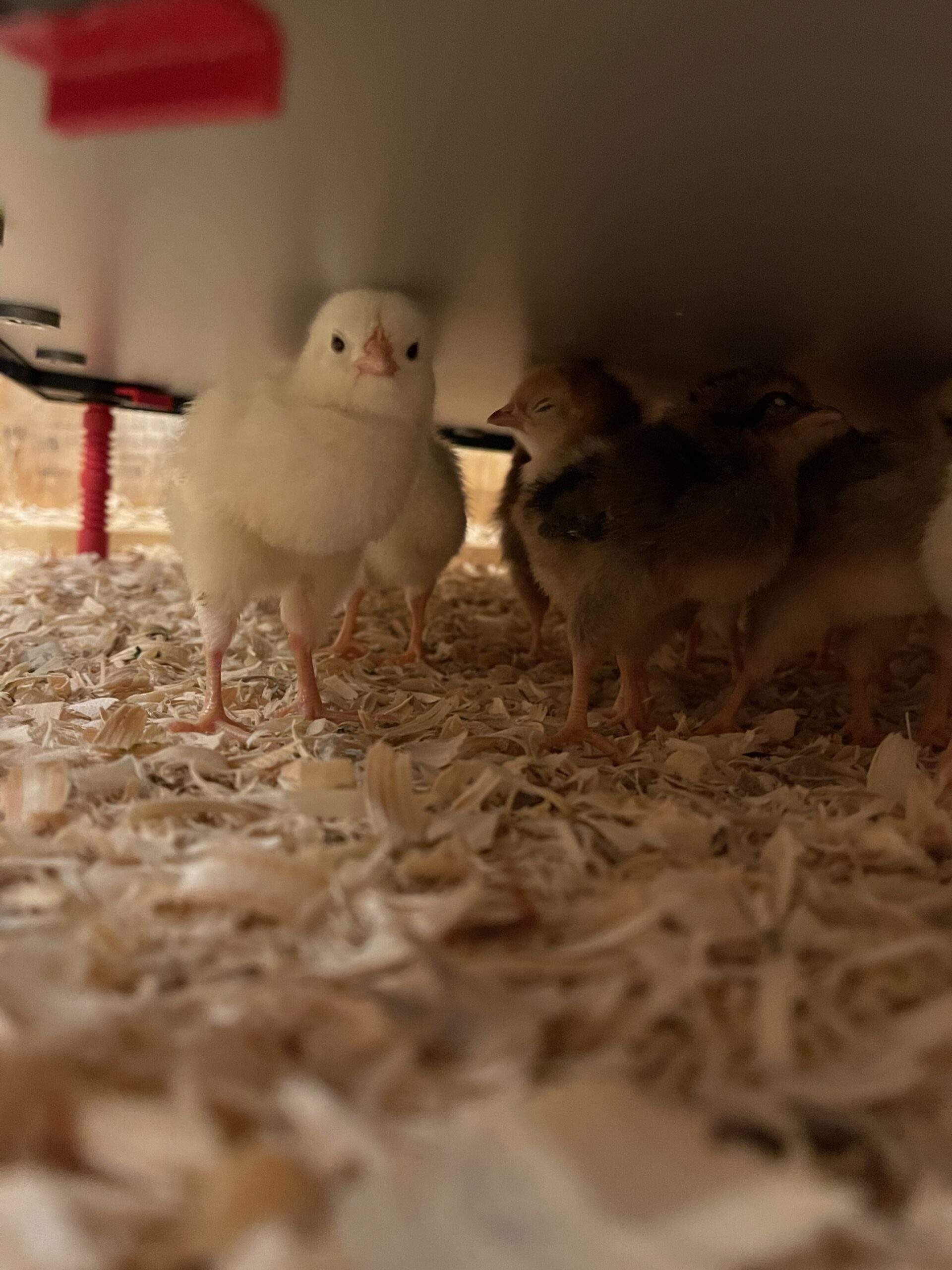 Chicks can touch the surface of the heating plate without getting burned