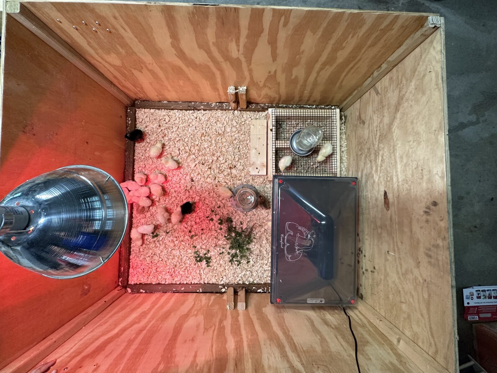 Heat Lamp vs. Brooder Plate for Chick Brooders (Pros and Cons)