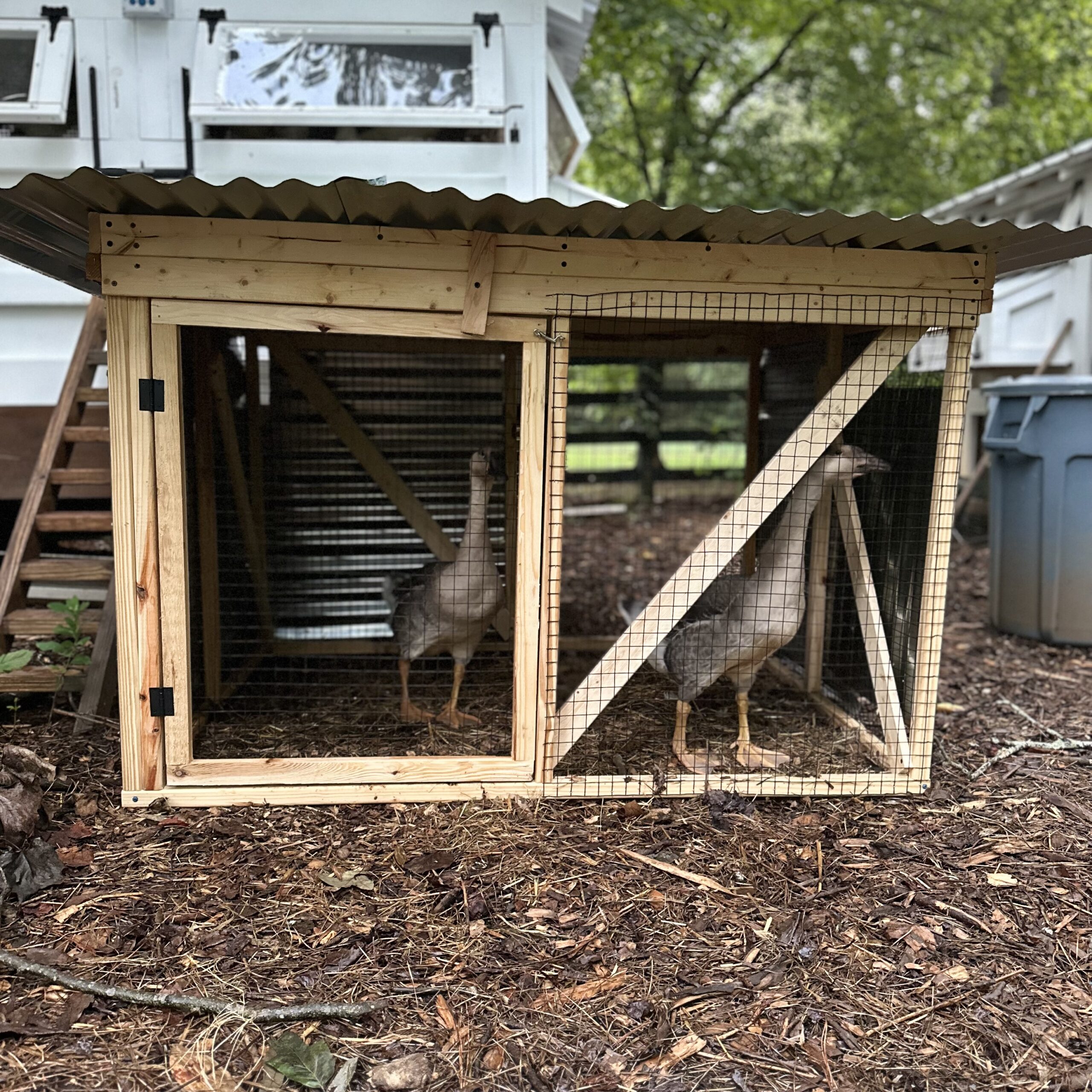 I built a pen and placed it right in front of the chicken coop to keep our two geese safe at night