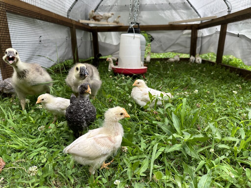 Larger birds are often higher up on the pecking order and might bully smaller ones