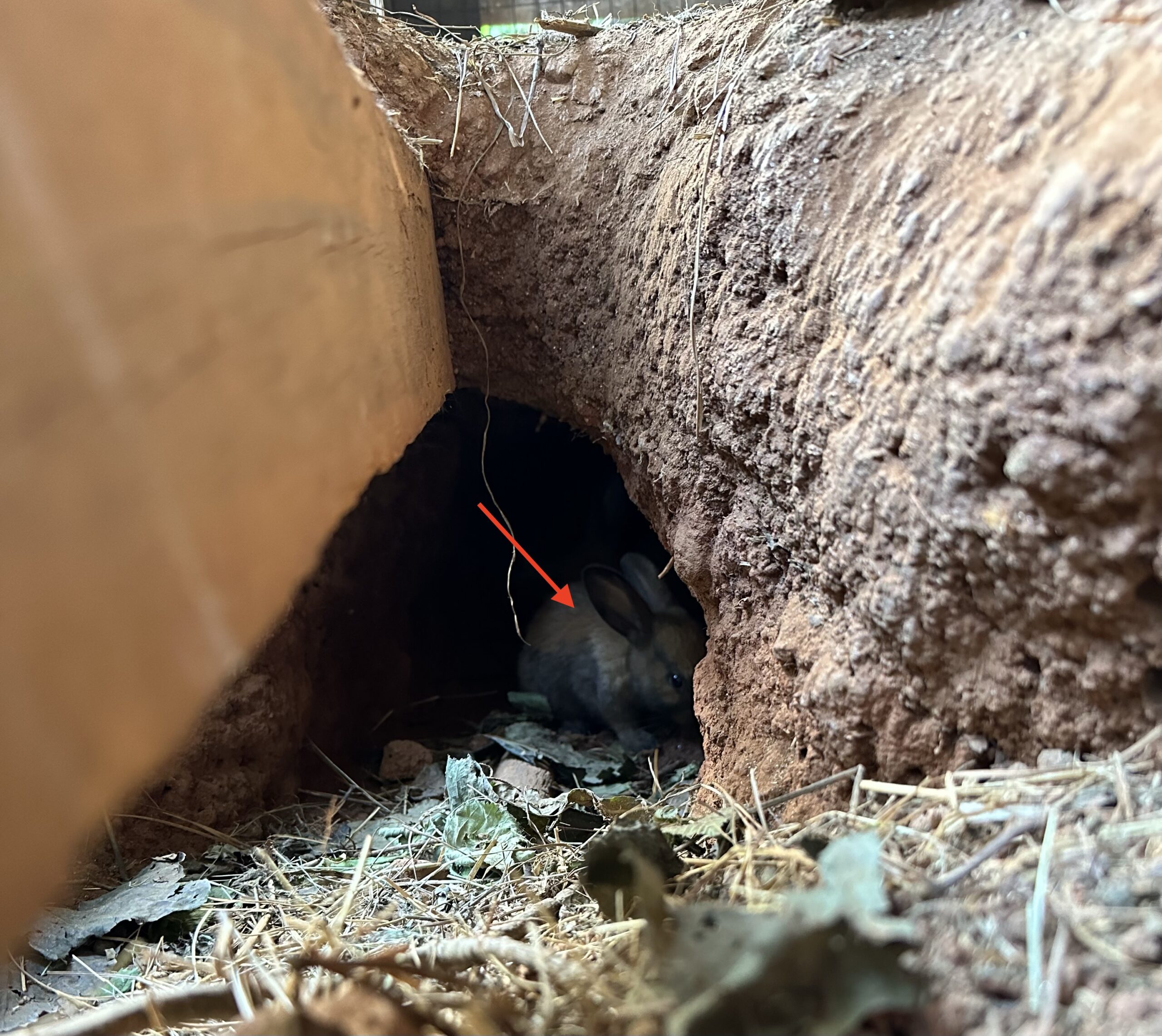 Allowing our rabbits to burrow supports their natural behavior.