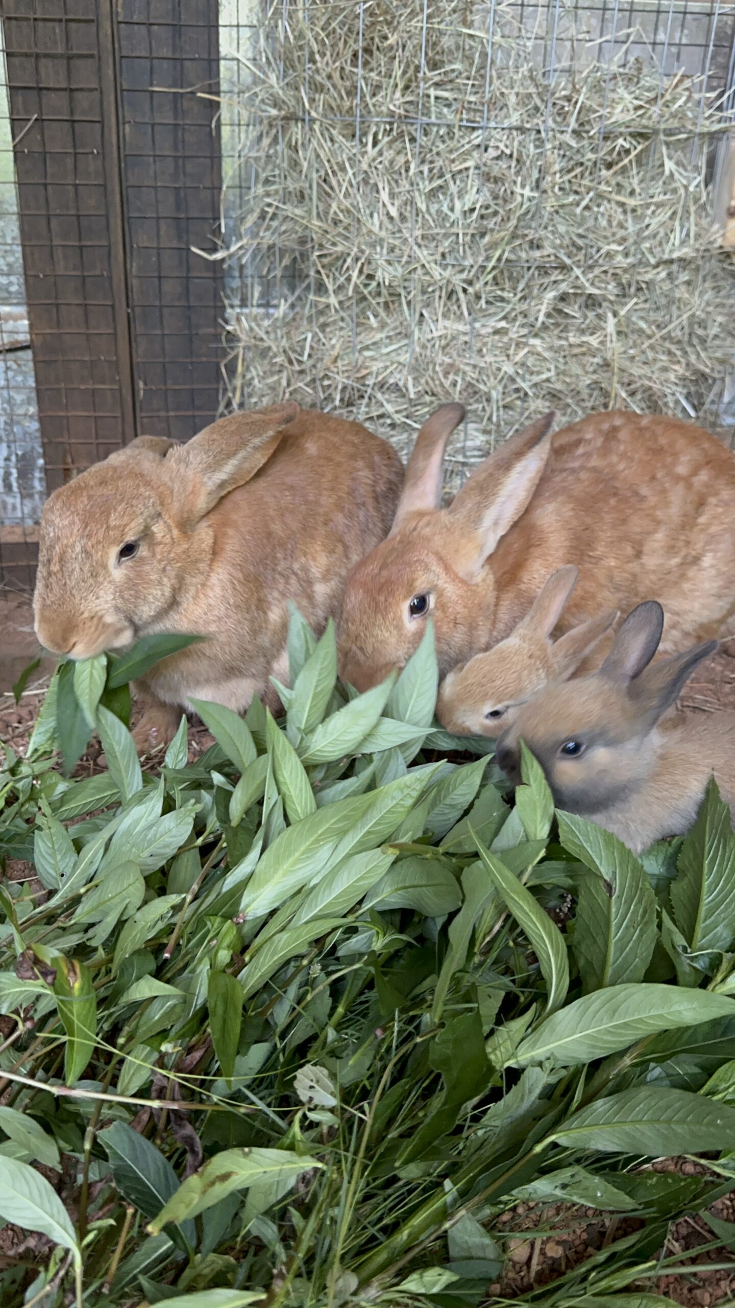 We bring our rabbits fresh greens every morning.