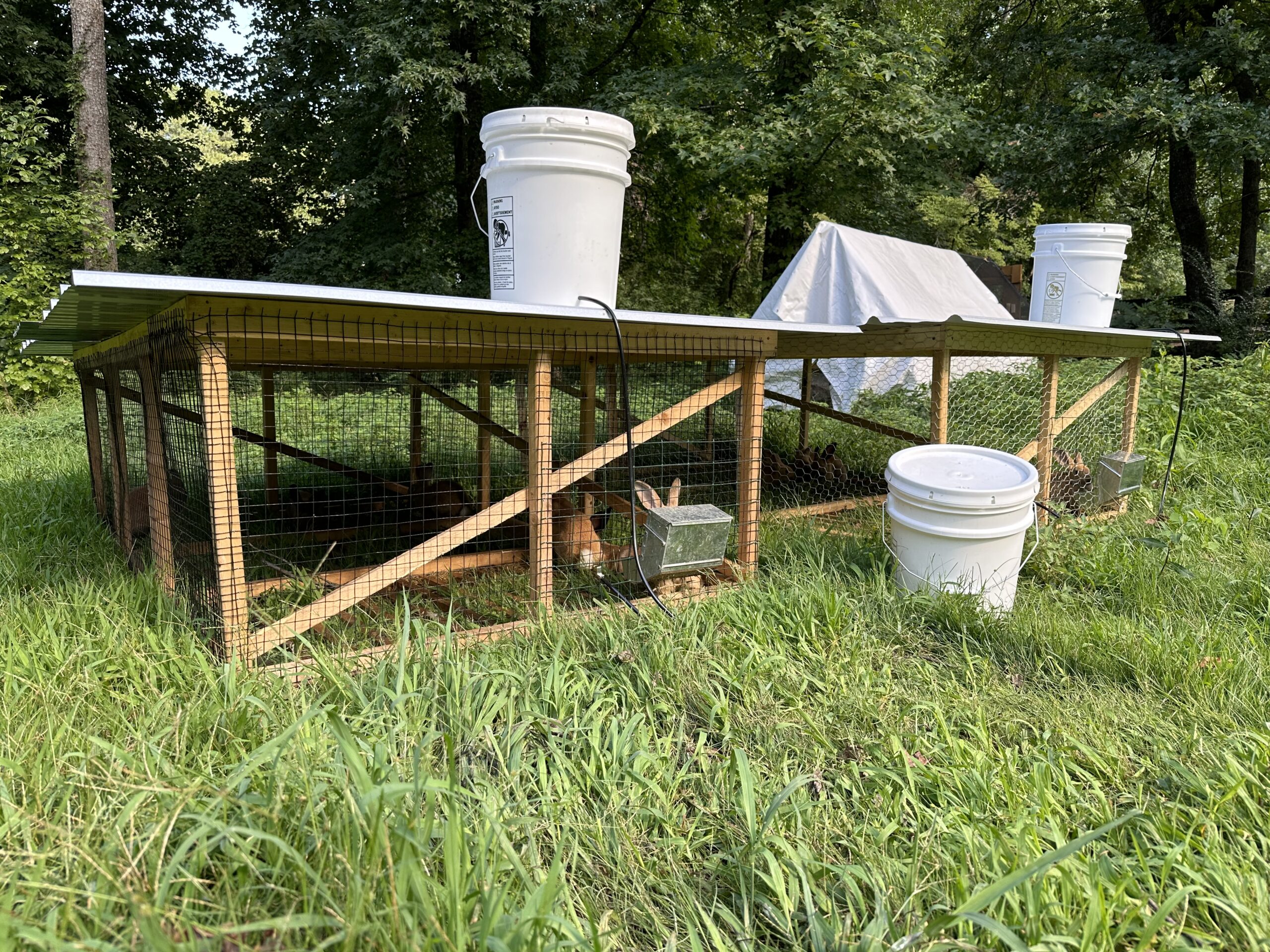 We move grow outs to a mobile chicken tractor to make room in the hutch for new litters.