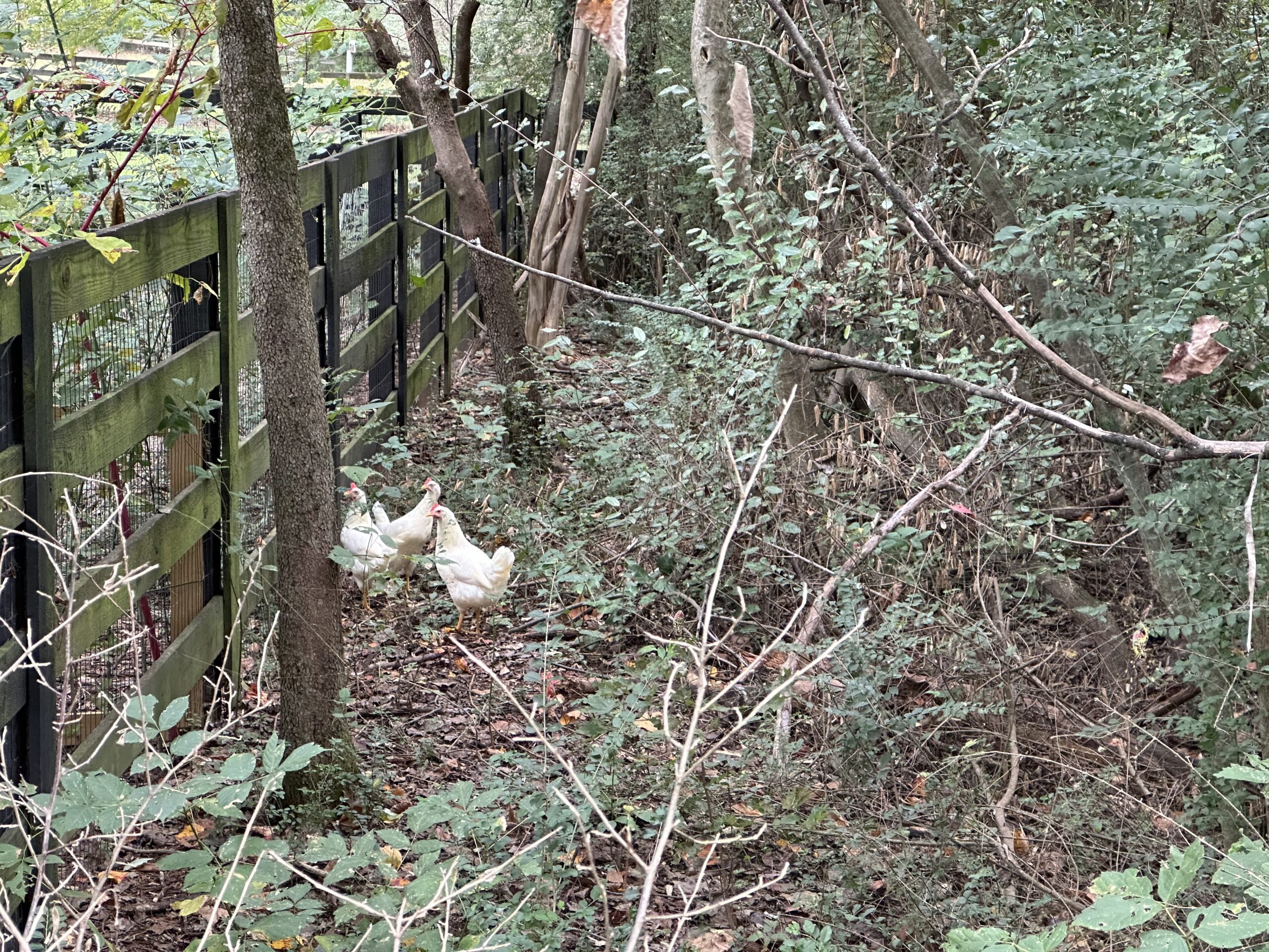 A group of Leghorns on the wrong side of our five foot perimeter fence.