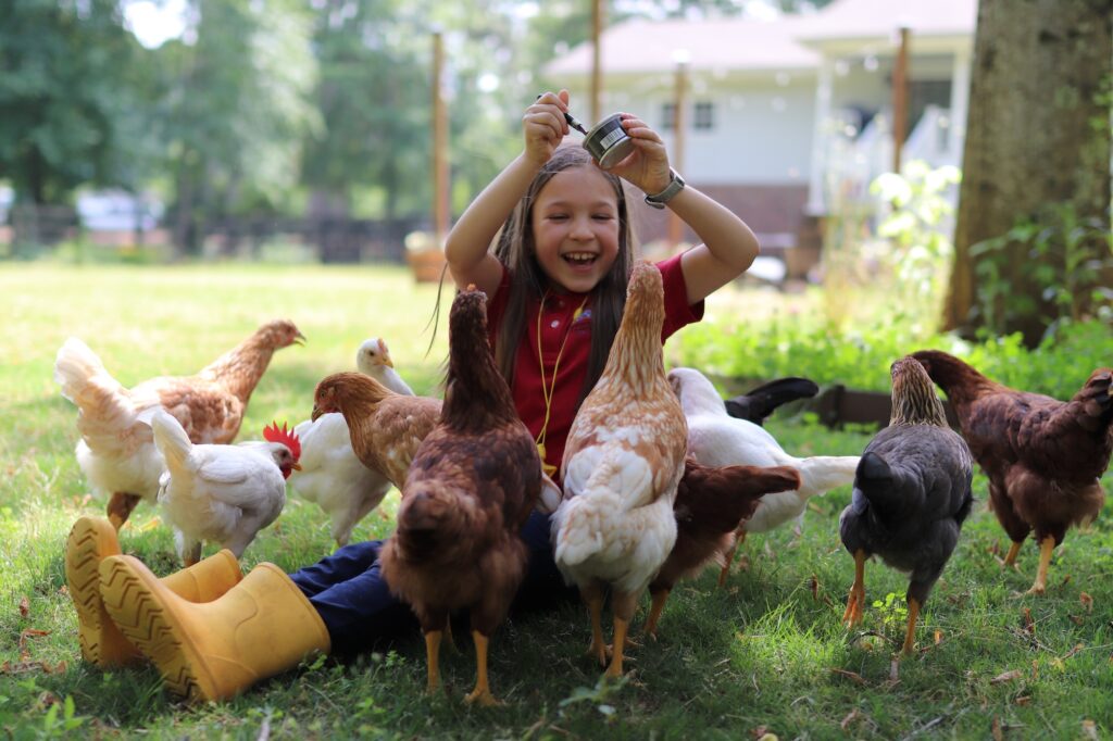 How to Protect Your Chickens from Aerial Predators