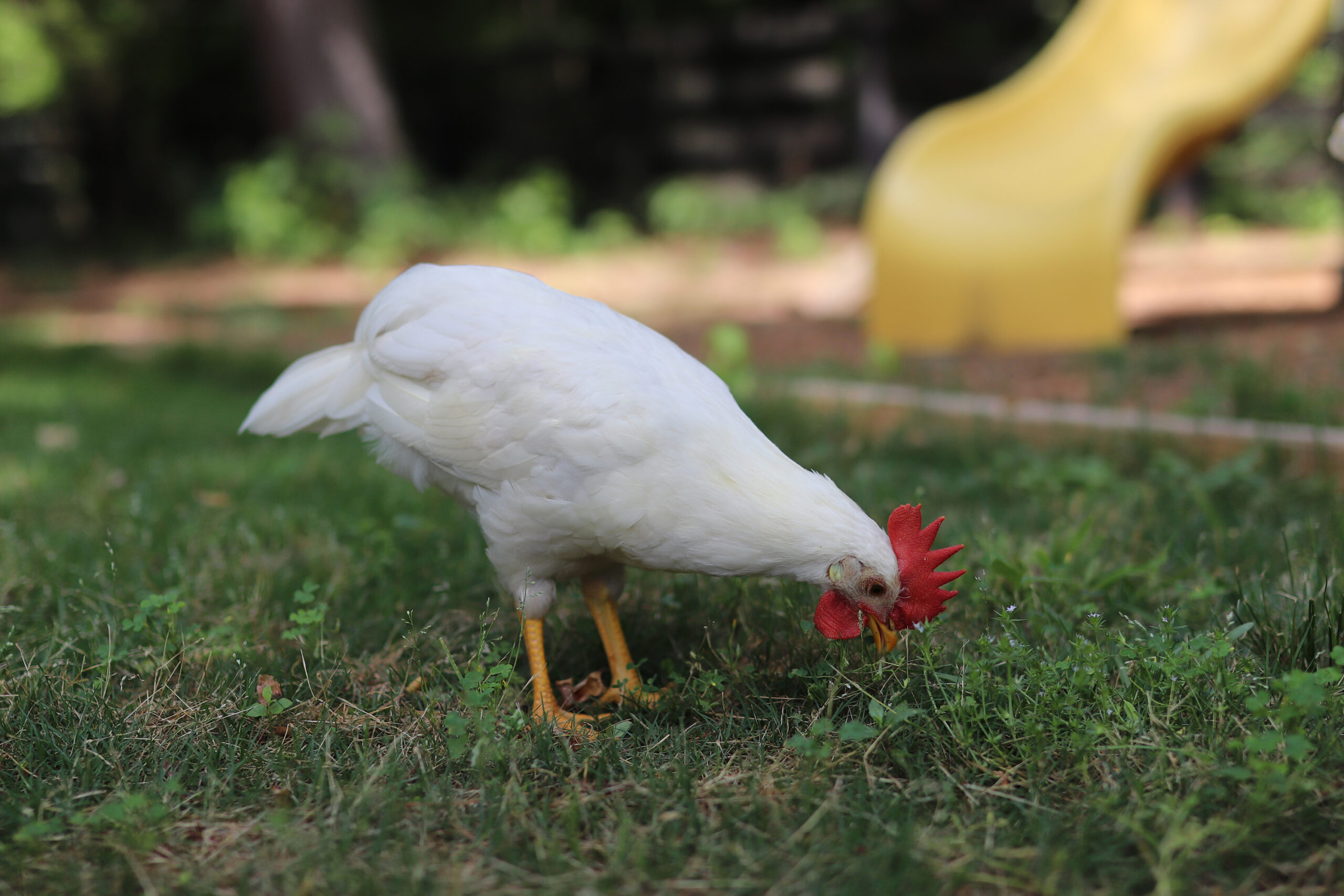 Our white Leghorn hen that turned out to be a rooster