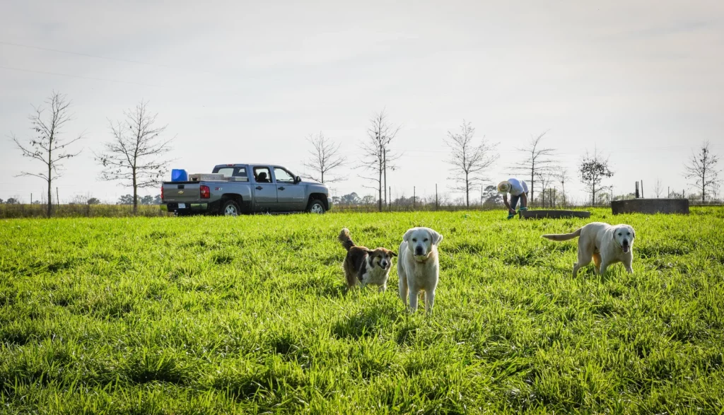 I believe livestock guardian dogs — such as these Anatolian Shepherd/Akbash mixes that White Oak Pastures uses — are better suited at protecting chickens from land predators than from flying predators.