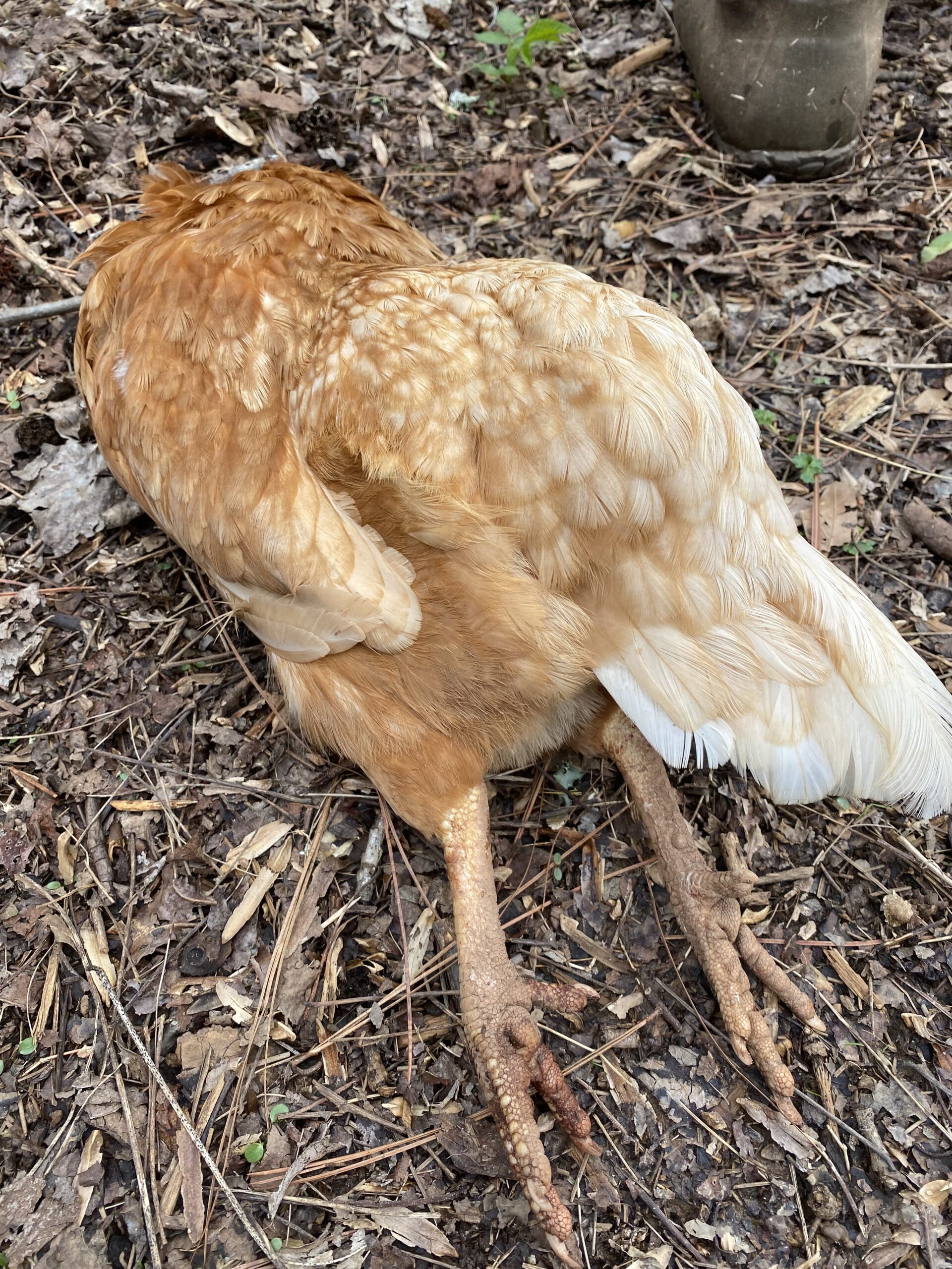 One of our largest hens (a Cinnamon Queen) was killed by a hawk.