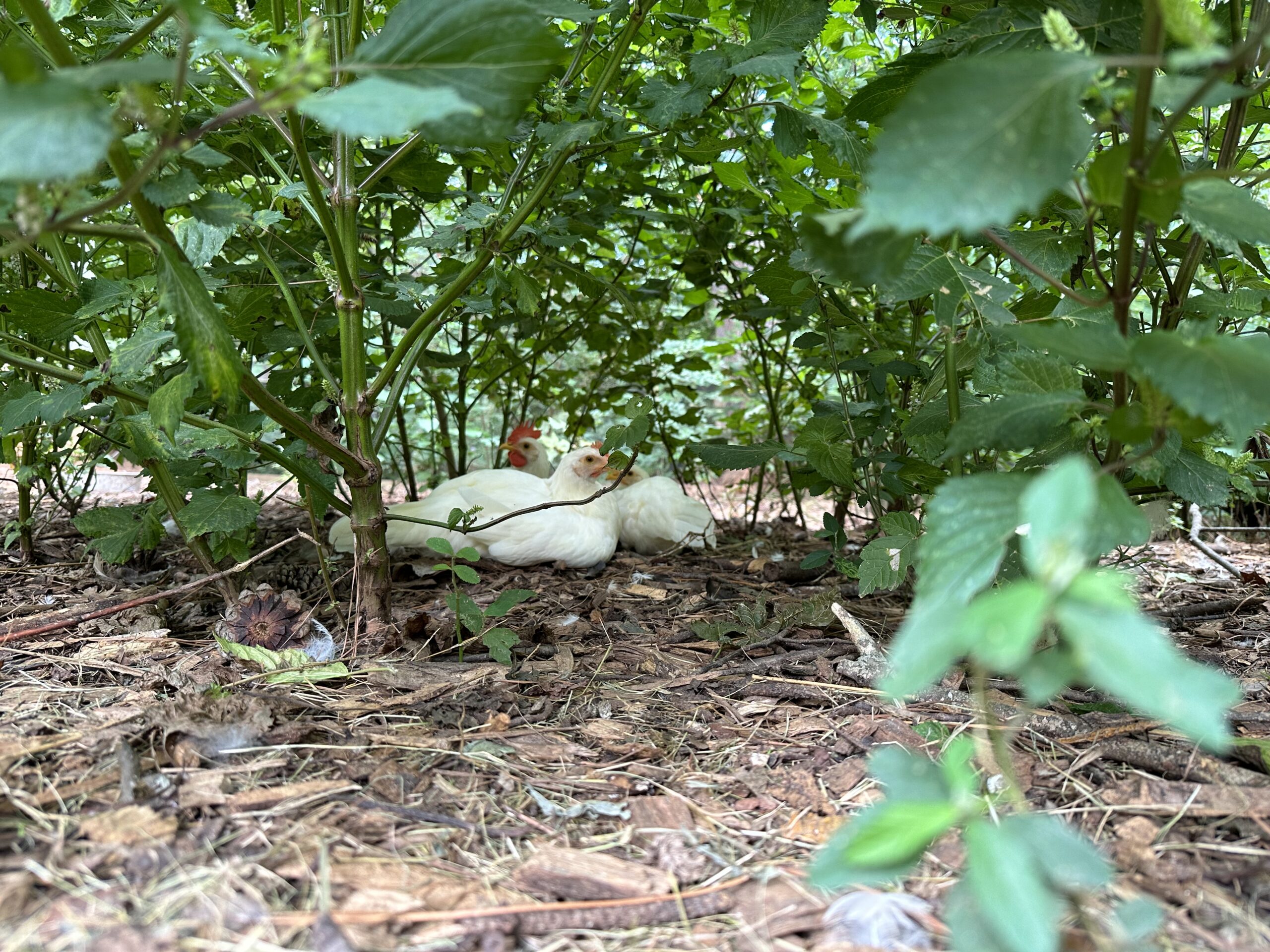 Our chickens love hanging out under the cover of vegetation.