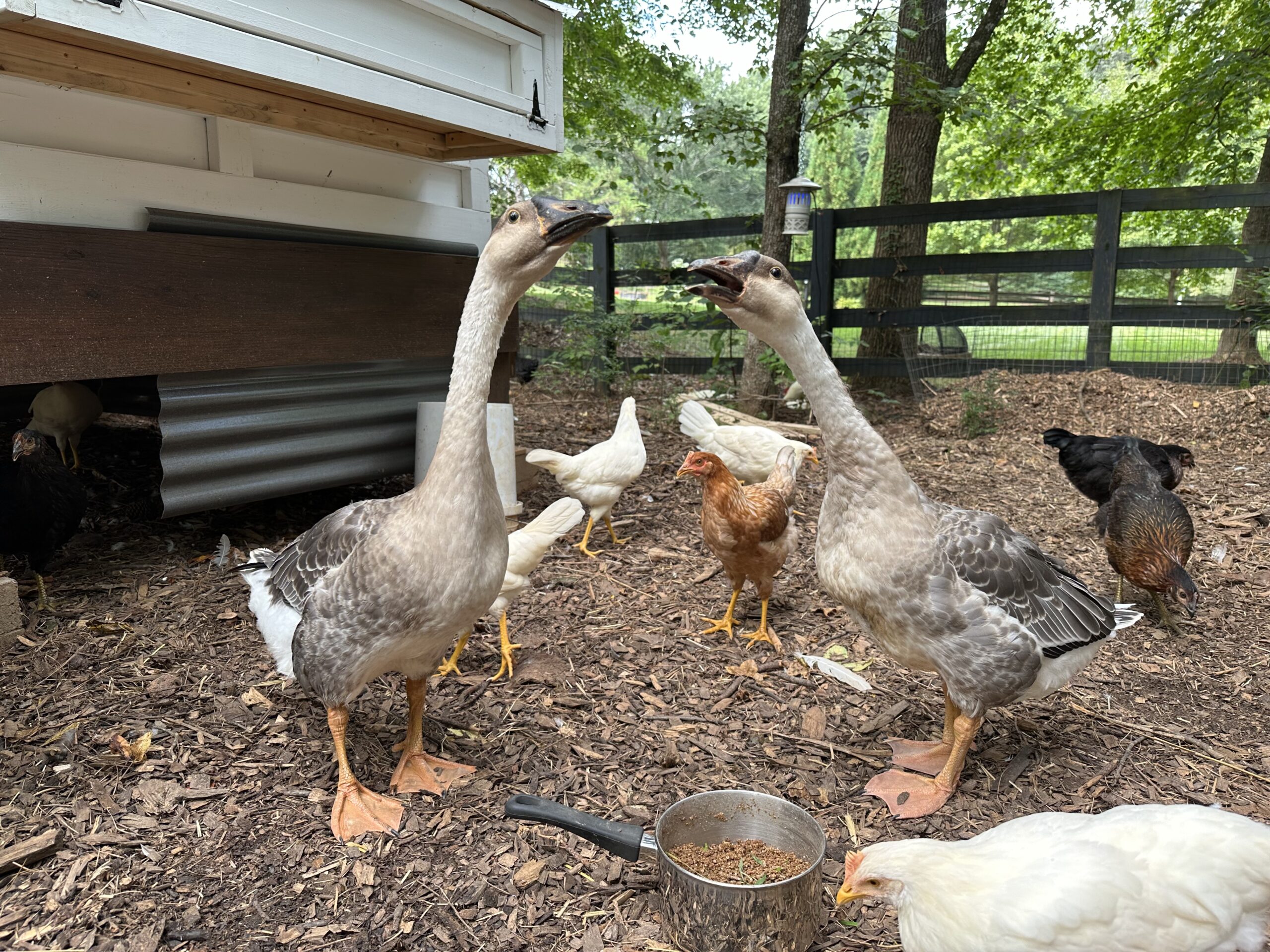 Our two African Guard Geese take their job seriously.