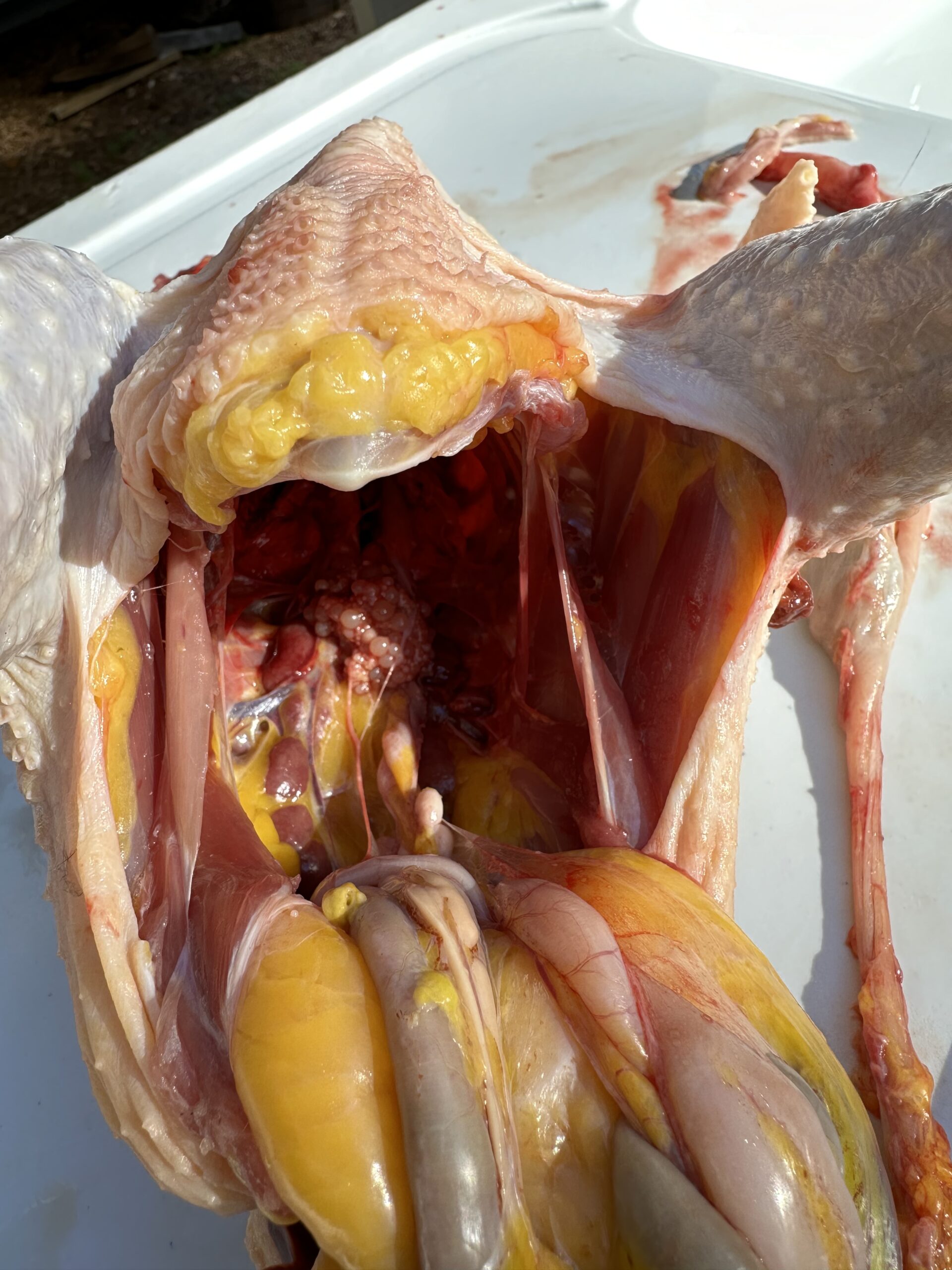 We had a few non-Leghorn hens with diseased lungs.