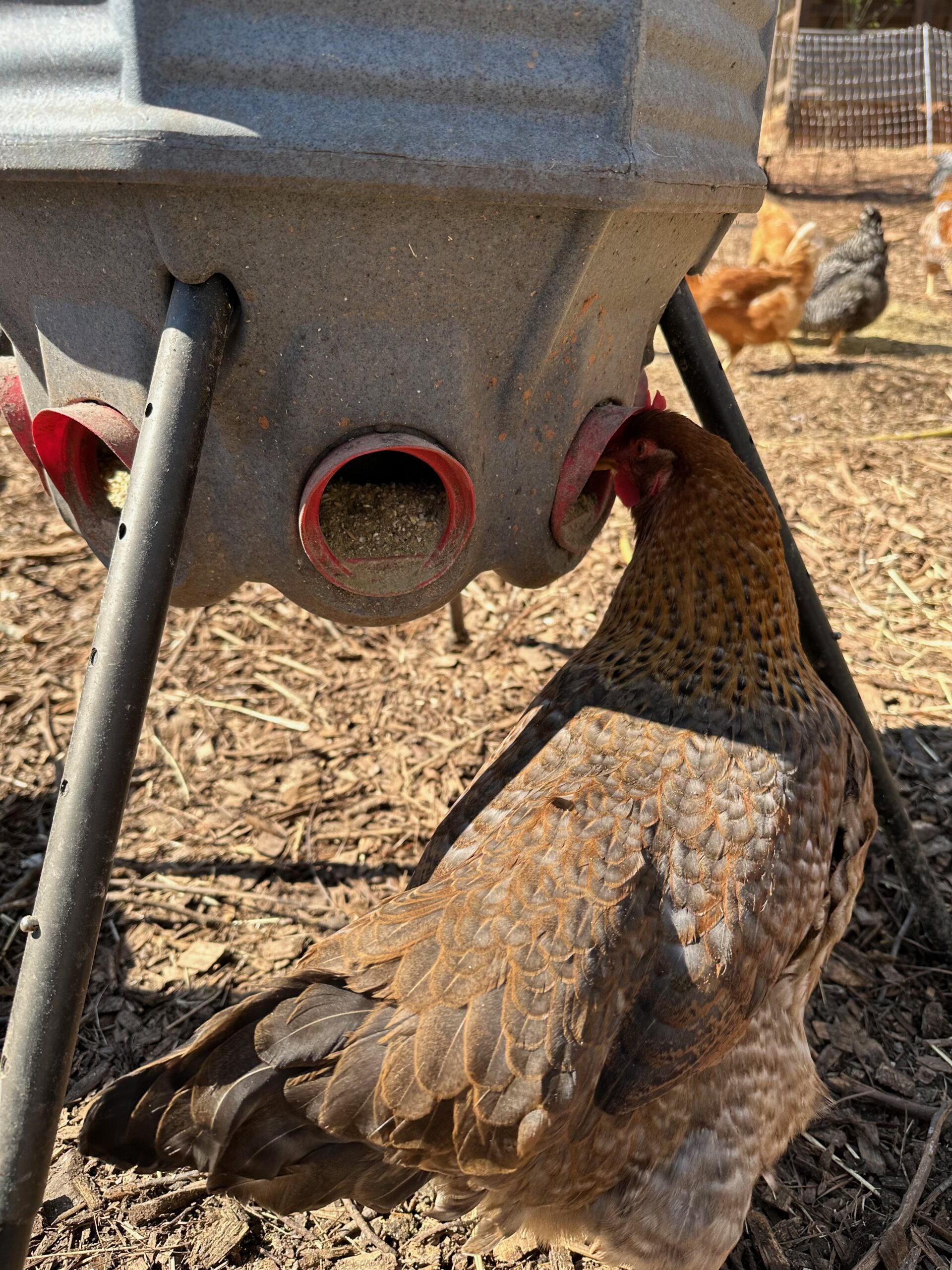 CoopWorx reduces feed waste because the hens have to stick their heads inside the feed ports to access the feed