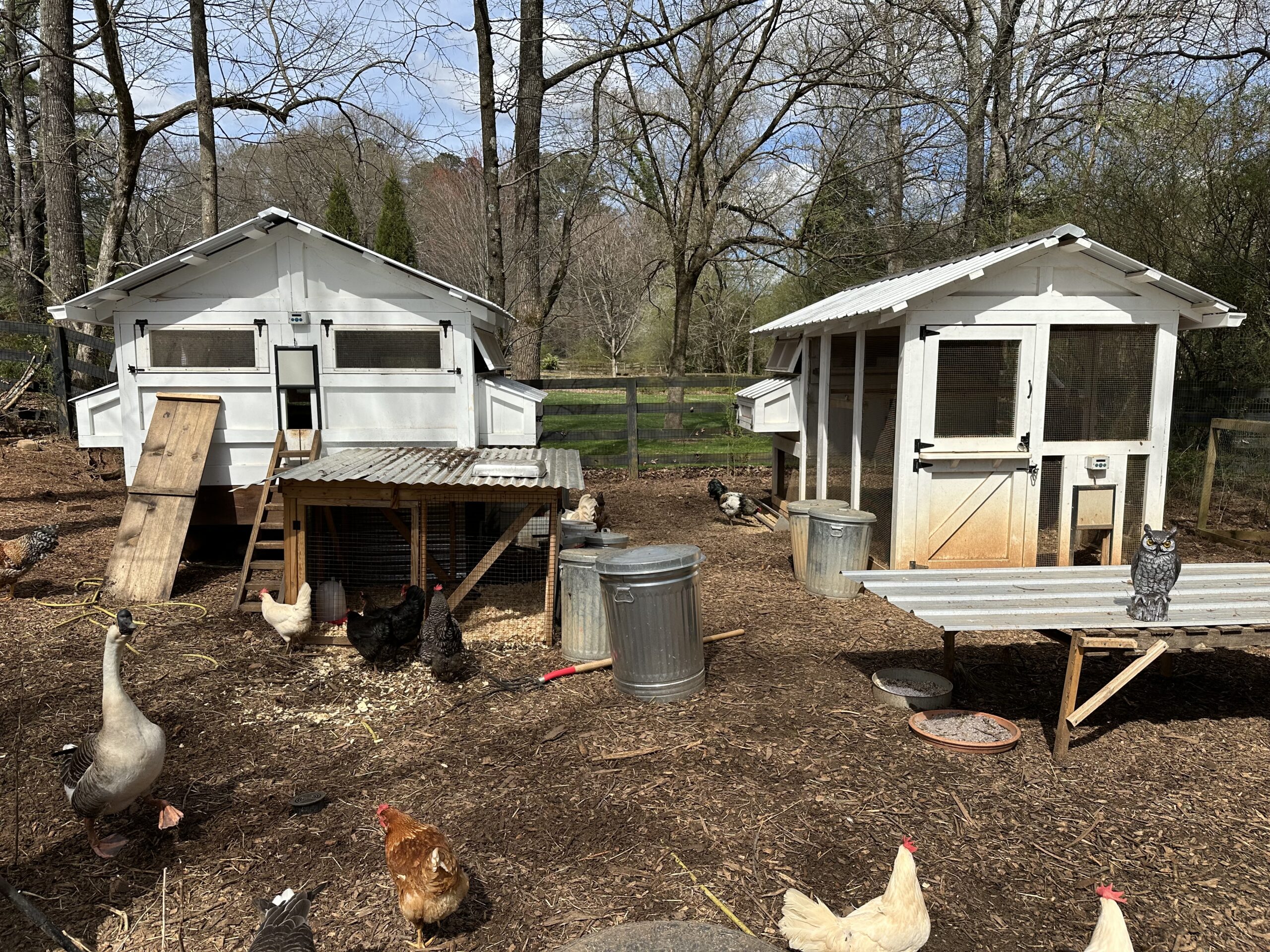 Factors to consider when buying or building a chicken coop