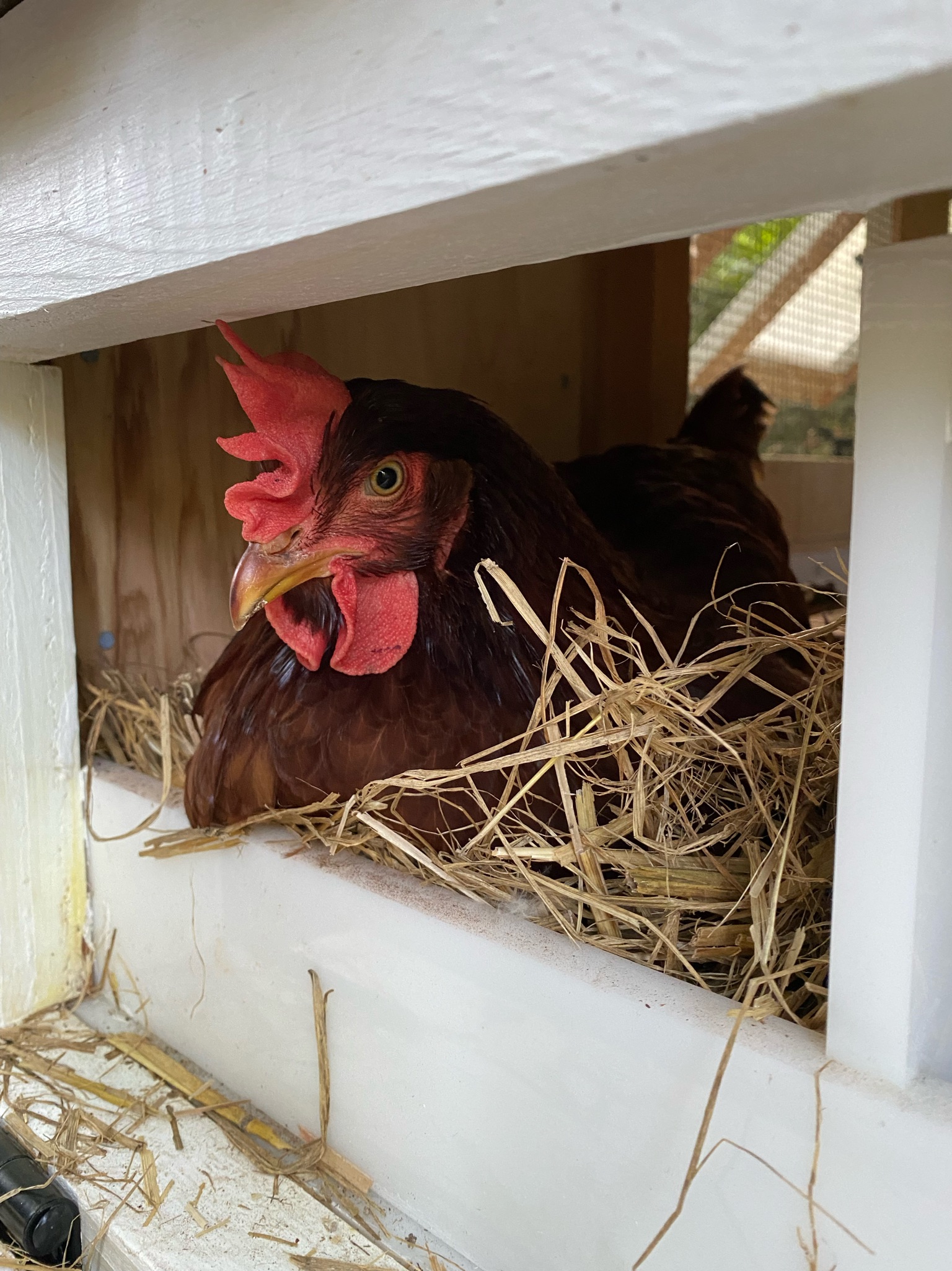 Hens may sleep in nesting boxes if they're accessible from the henhouse.