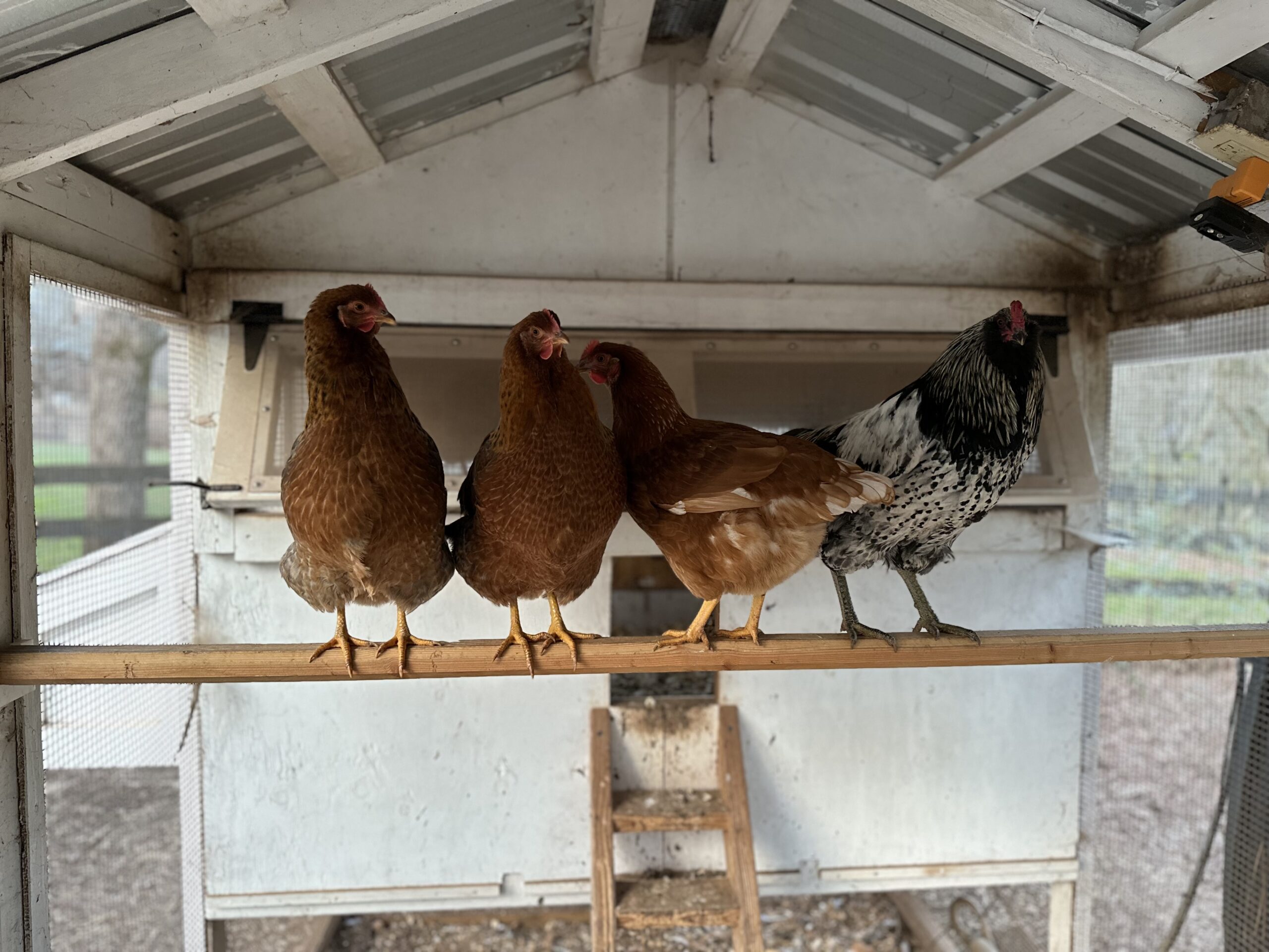 Installing an extra roosting bar in the run is a quick way to extend the coop's capacity.