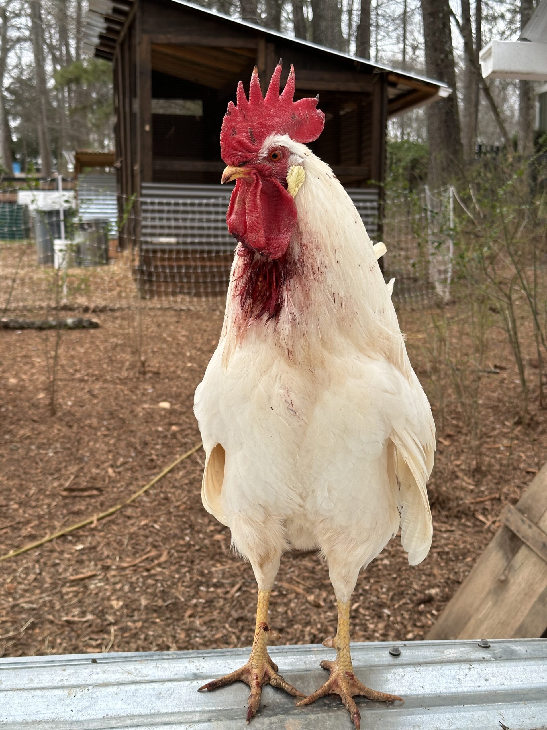 One of our five fearless roosters was injured in a recent fight.