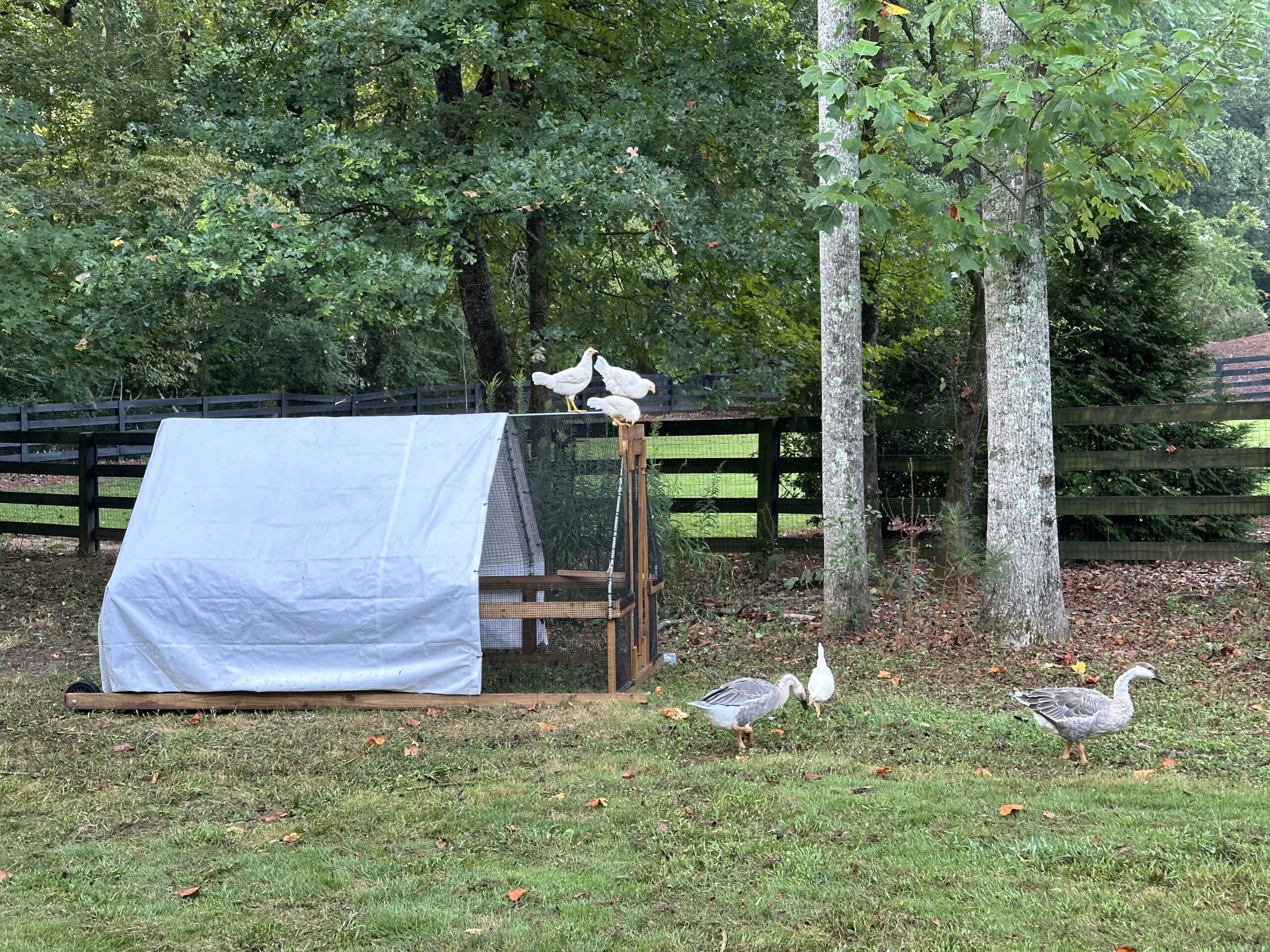 Our Suscovich chicken tractor, waiting for the arrival of our meat birds.
