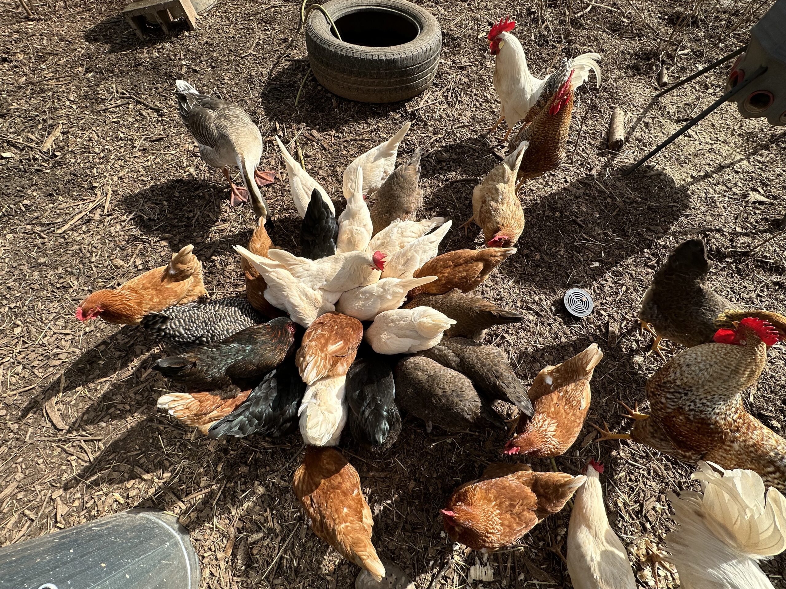 We went from 16 to 42 chickens in two years.