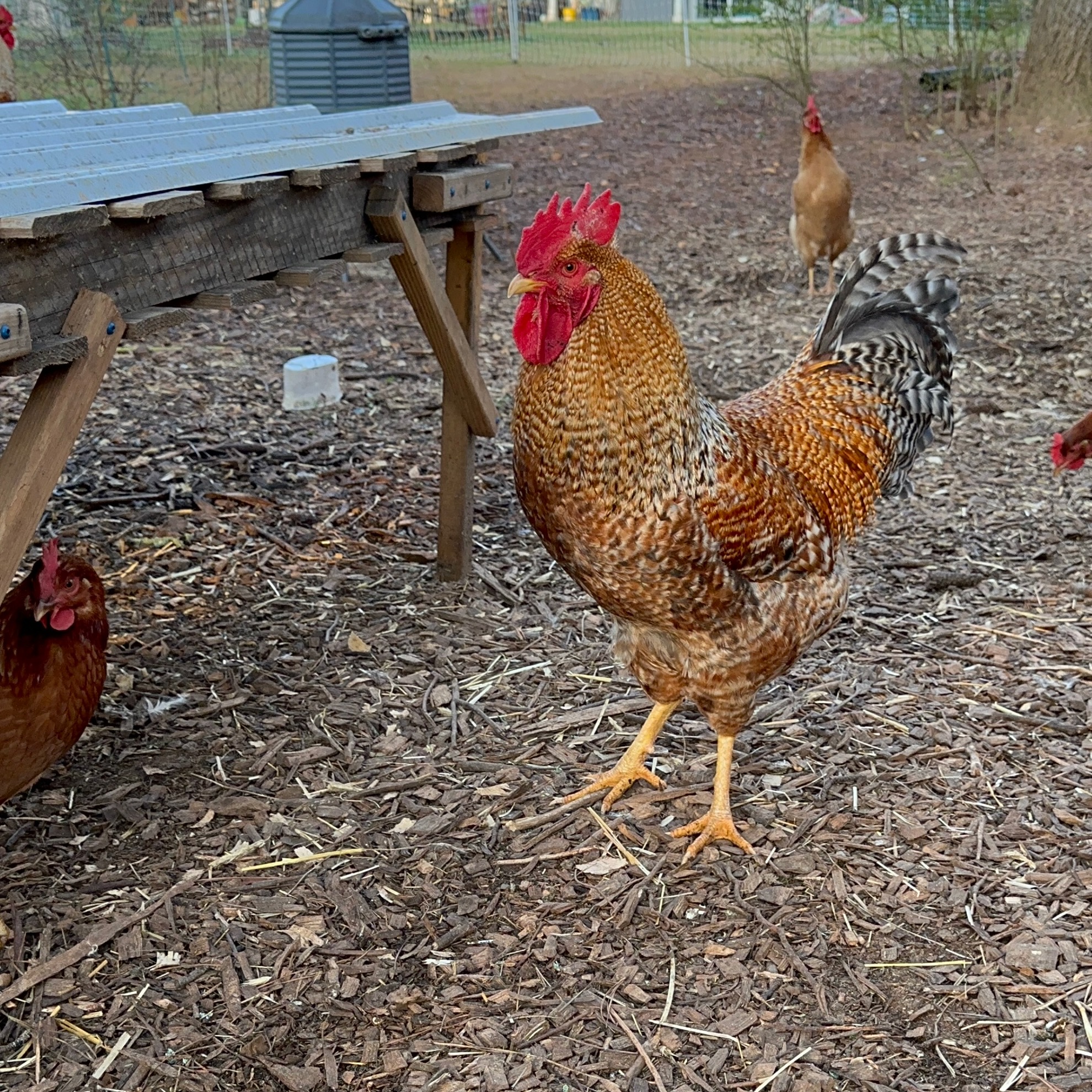 Arguably the most attractive rooster on our homestead is this Bielefelder.