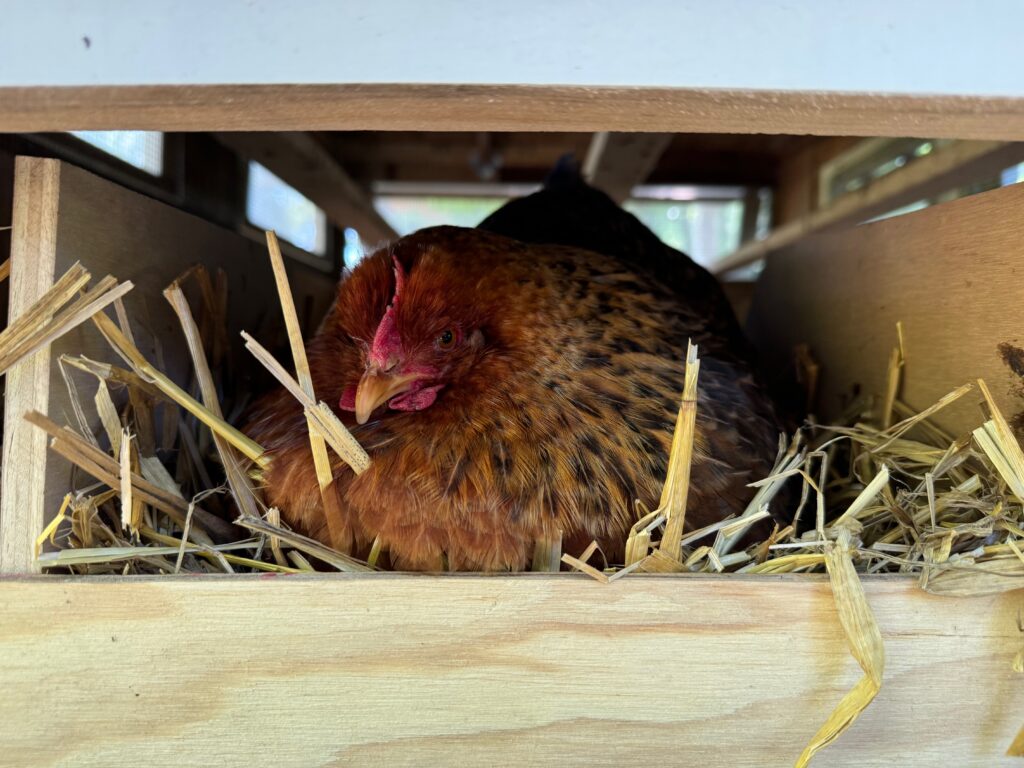 Broody Bielefelder hen