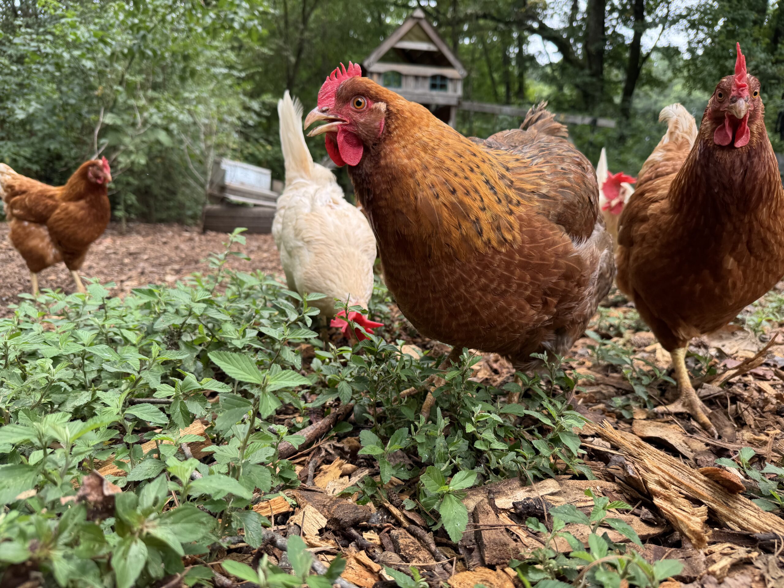 Our Bielefelders have integrated nicely with the rest of our flock.