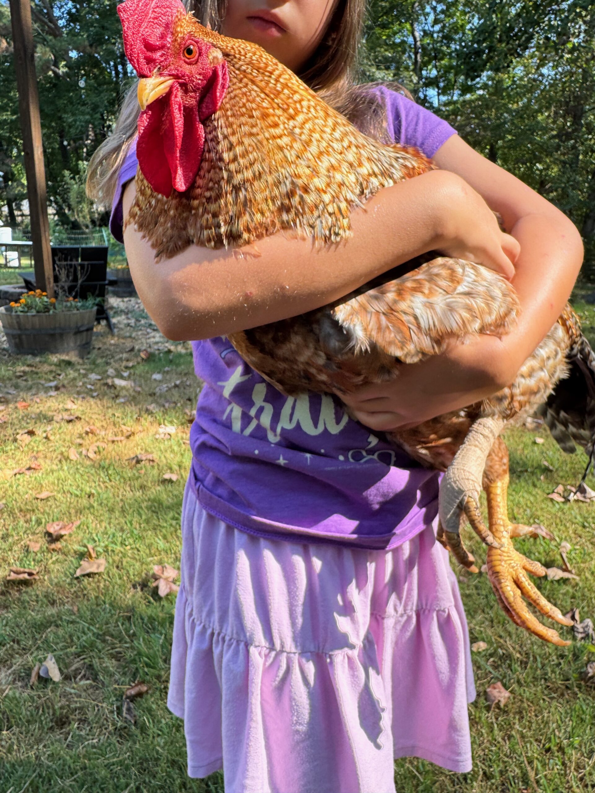 Our Bielefelder rooster — held in this photo by Isabella — sprained his leg and we had to bandage it.