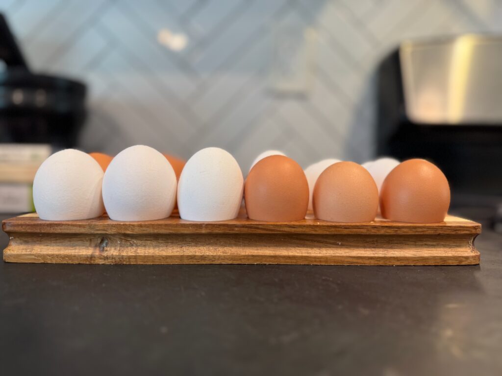 White Leghorn vs. Bielefelder eggs.