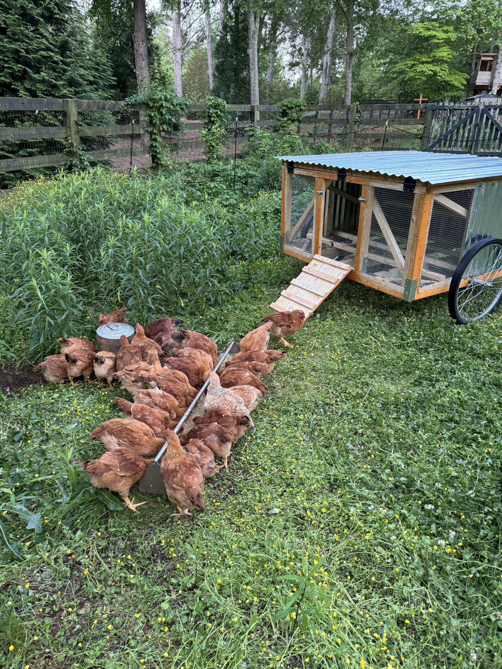 Even though not as active as our egg layers, our broilers love foraging on pasture