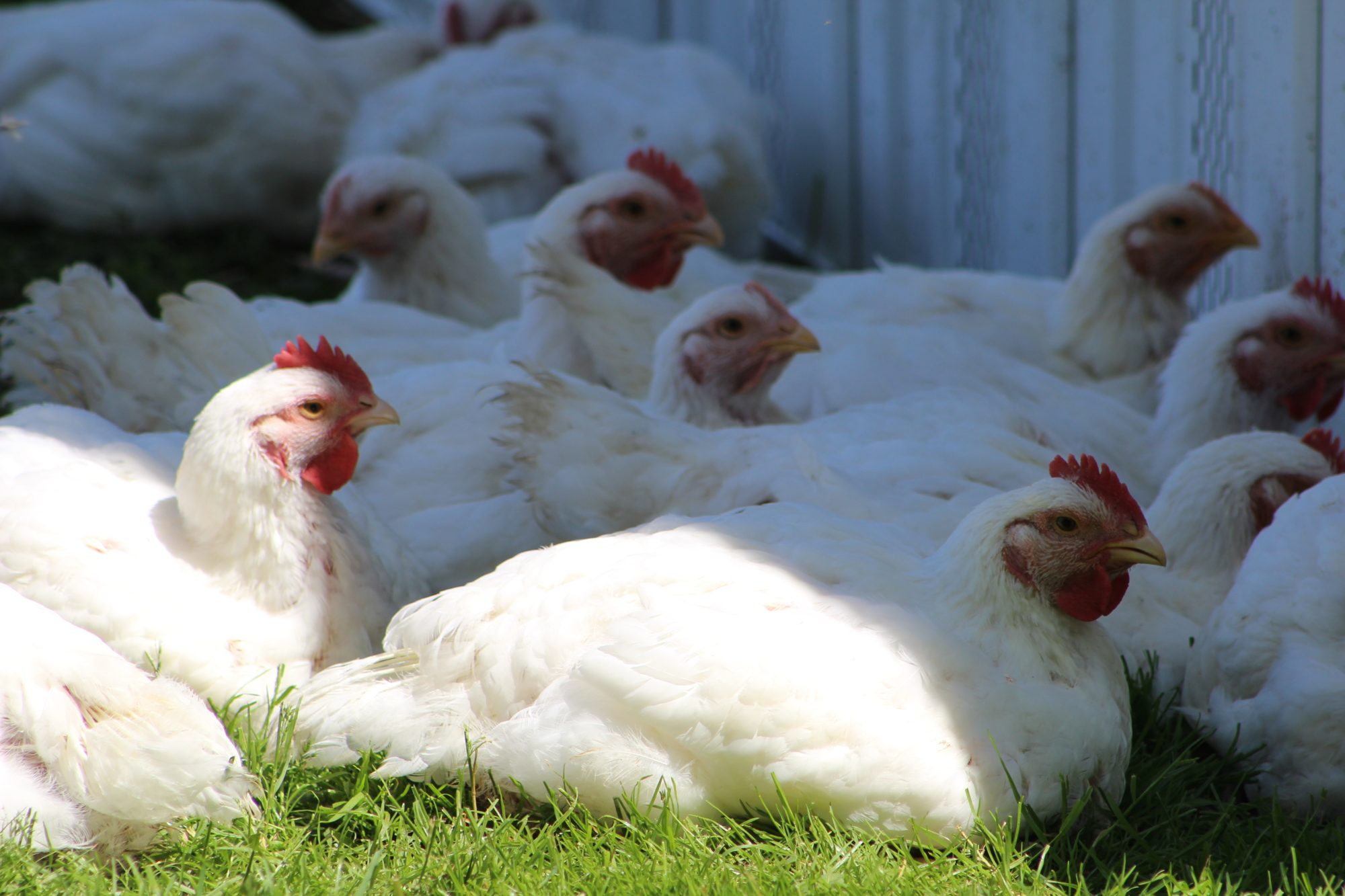 Are Cornish Cross Chickens Good Meat Birds