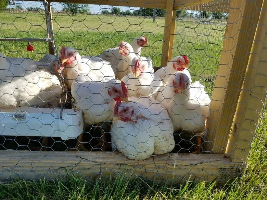 It's not uncommon for Cornish Cross to sit next to the feeder all day without moving because they're too heavy.