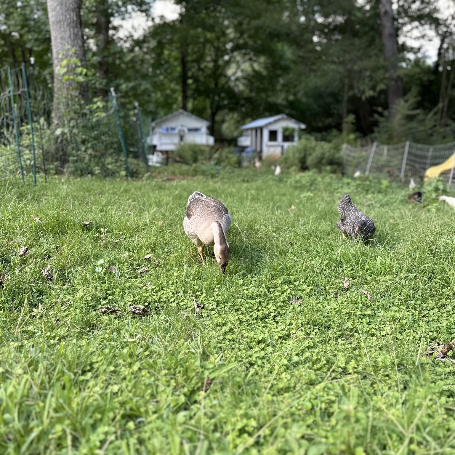 Our African Geese (on the left) thrive on pasture.