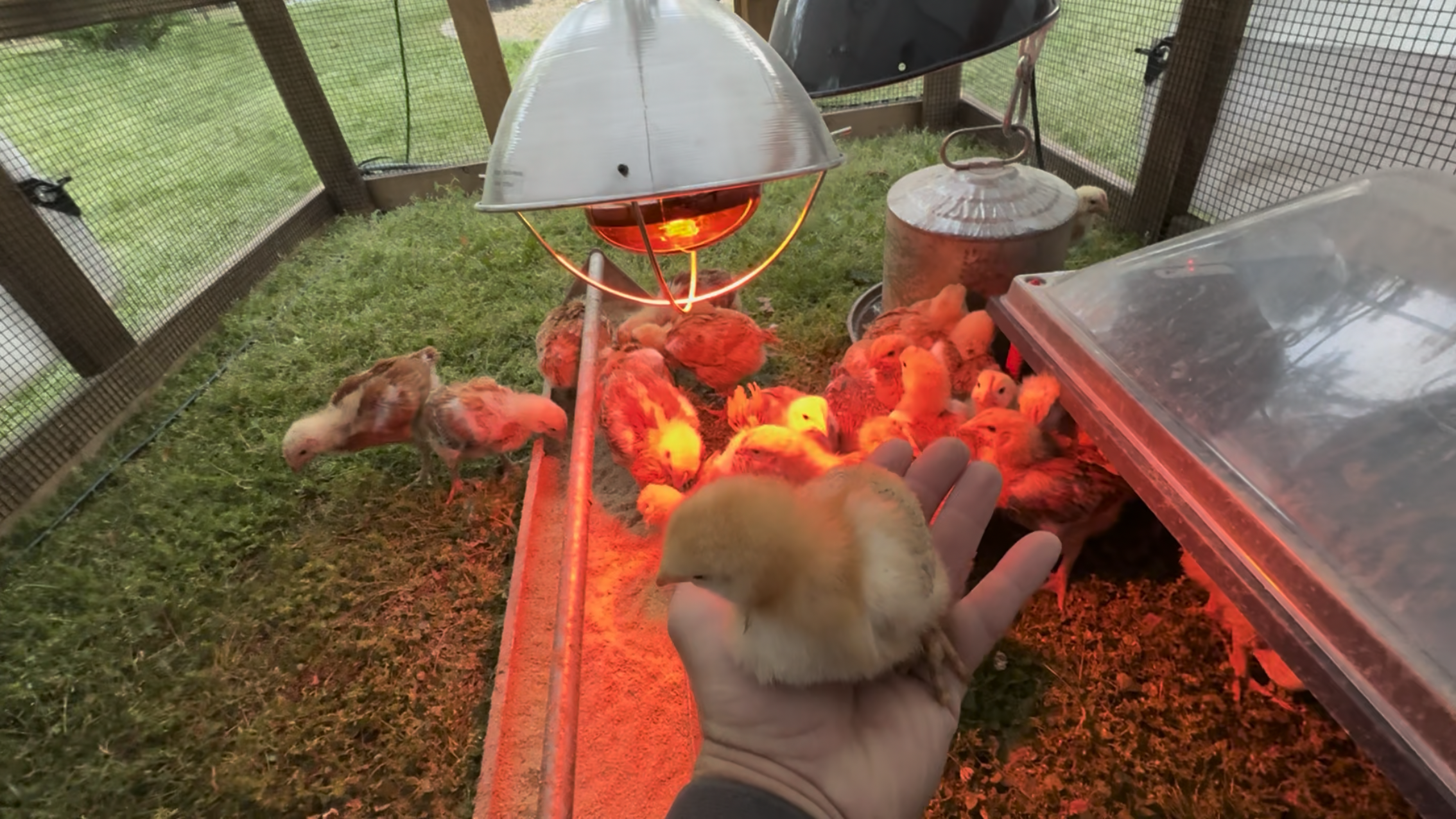 We move our broilers from the brooder to the pasture as soon as possible — often when they're just two weeks old. 