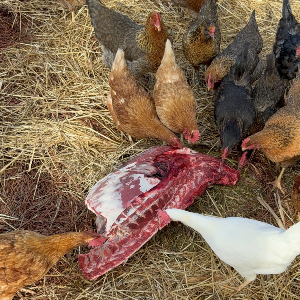 We occasionally feed our birds animal protein -- after all, chickens are omnivores