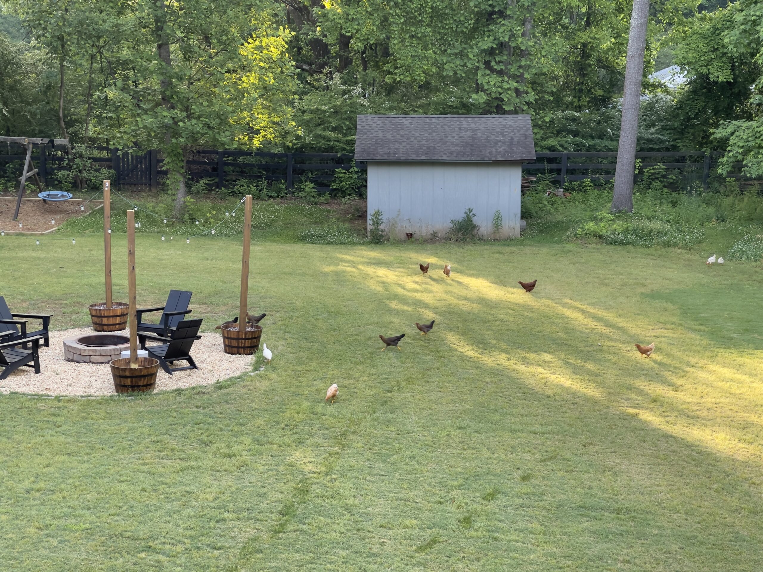 Chickens on Pasture