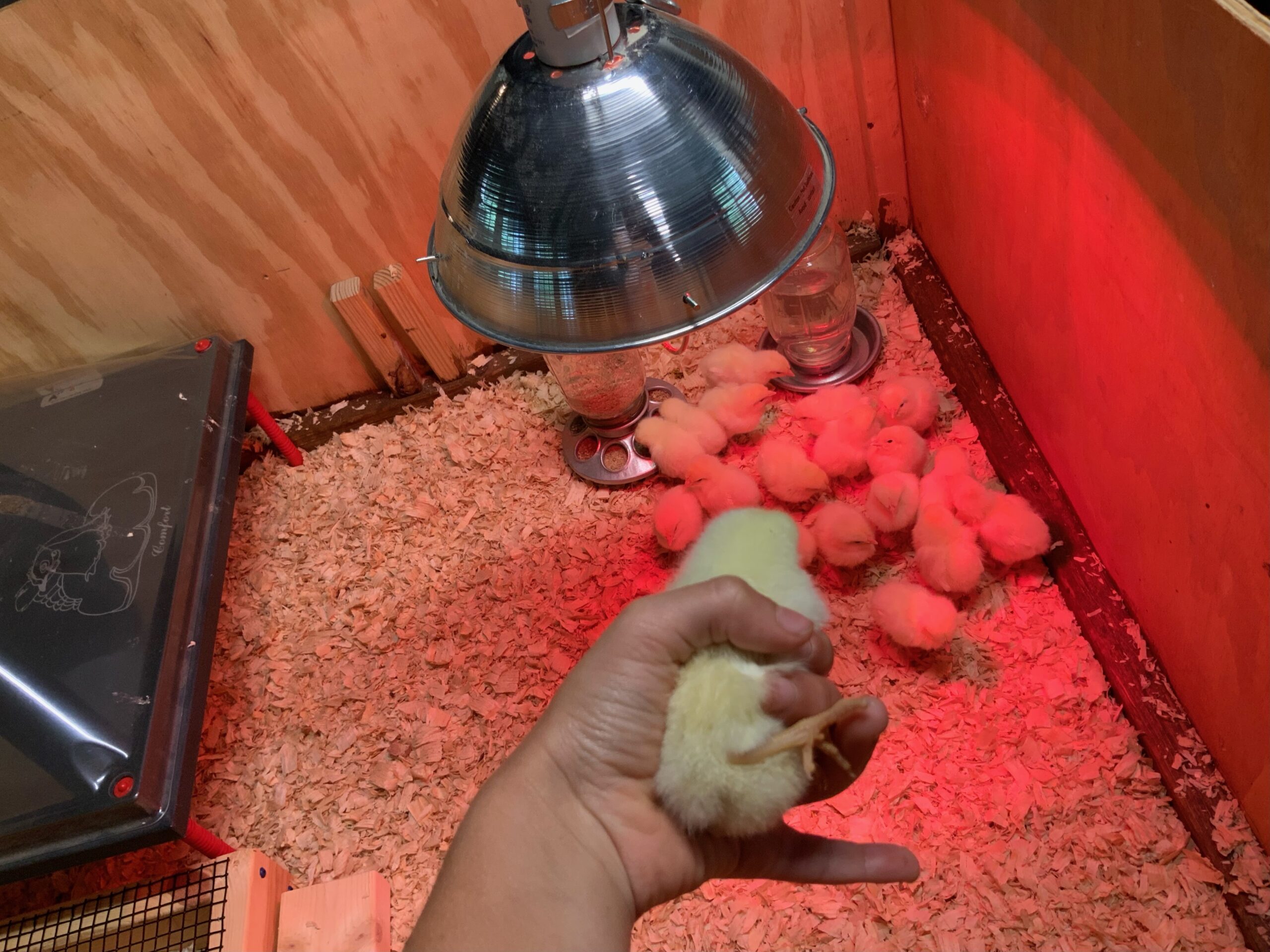 For the first few days we regularly check our chicks for pasty butt.