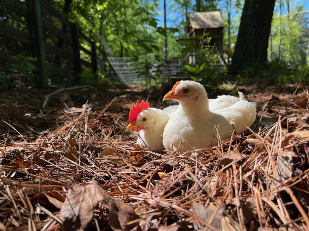 Our chickens stay in a wooded area covered in carbonaceous material over winter.