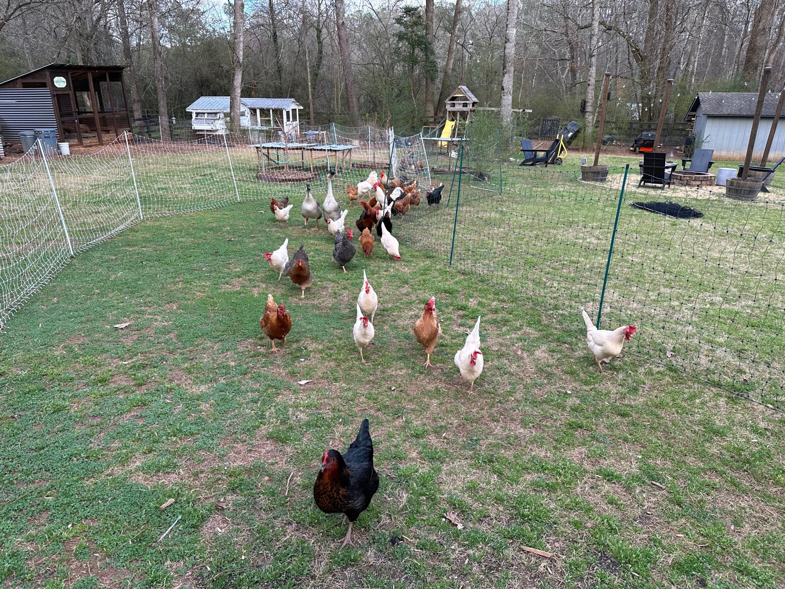 The fixed location of our chicken coops makes pasture rotation a headache.