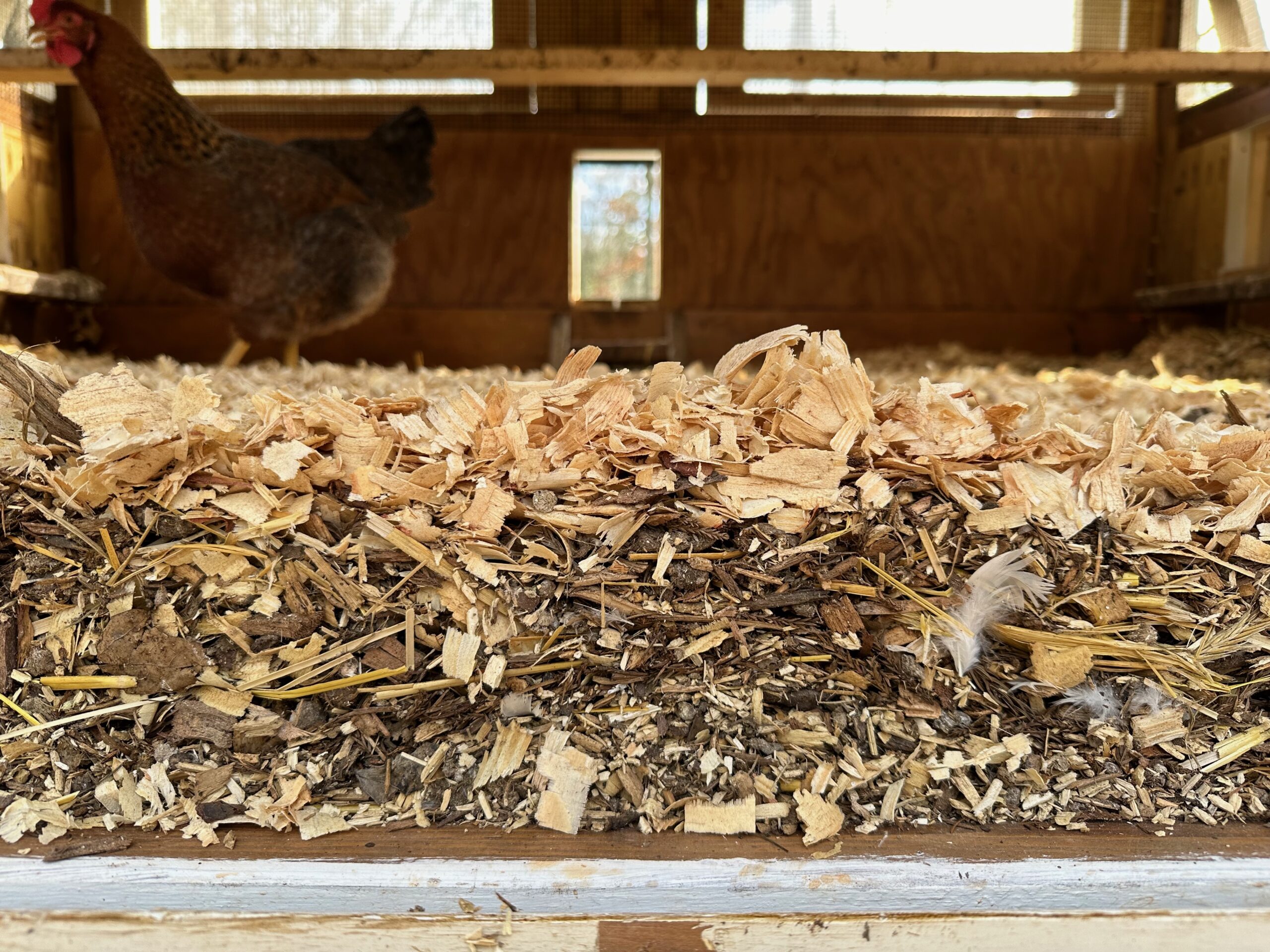 We add fresh bedding to our henhouses weekly.