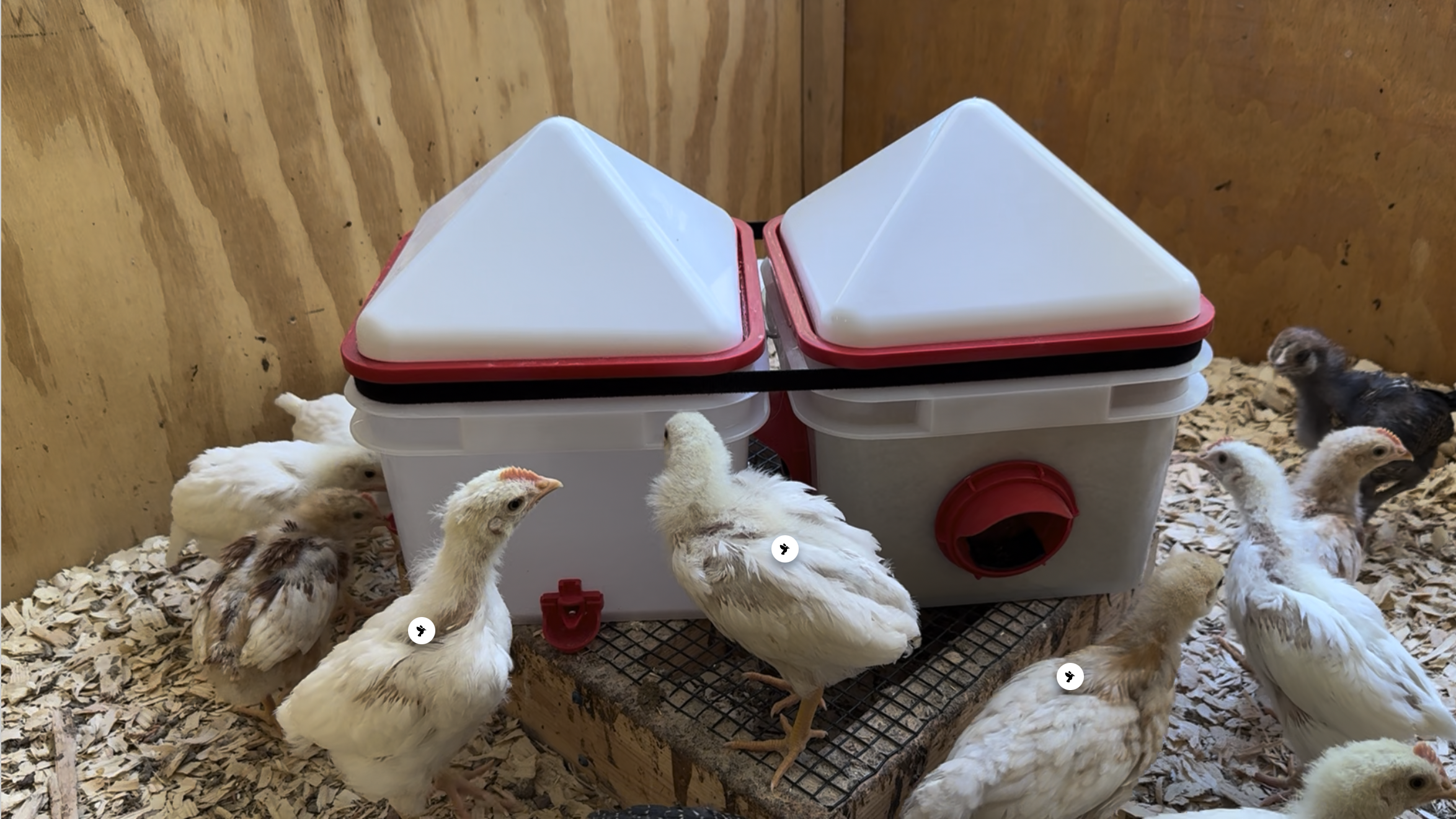 We place feeders and waterers on a raised platform to reduce spoilage.