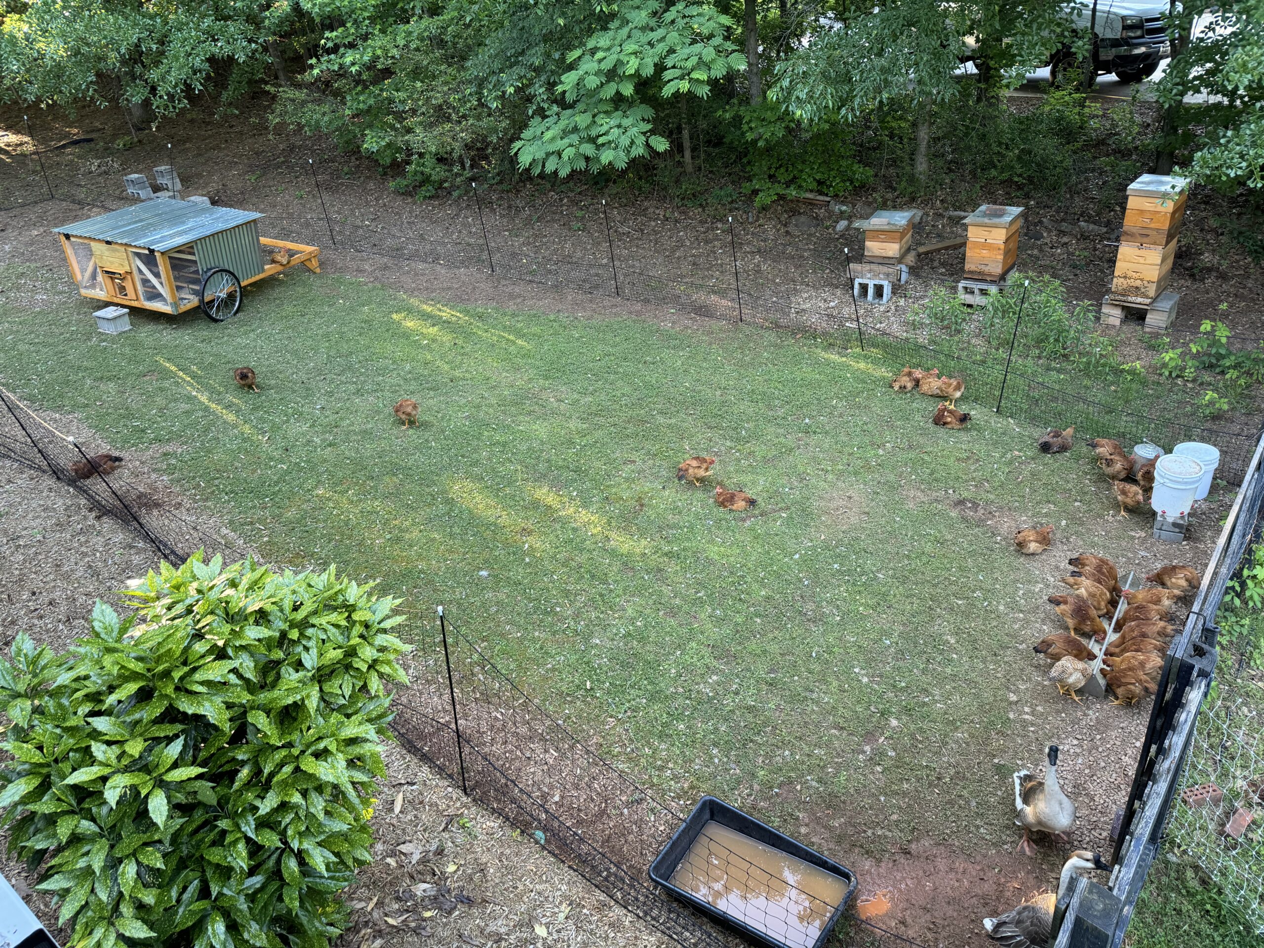 Pasture rotation is possible on smaller lots when used as part of a hybrid system involving deep litter to allow your pasture sufficient rest to recover.