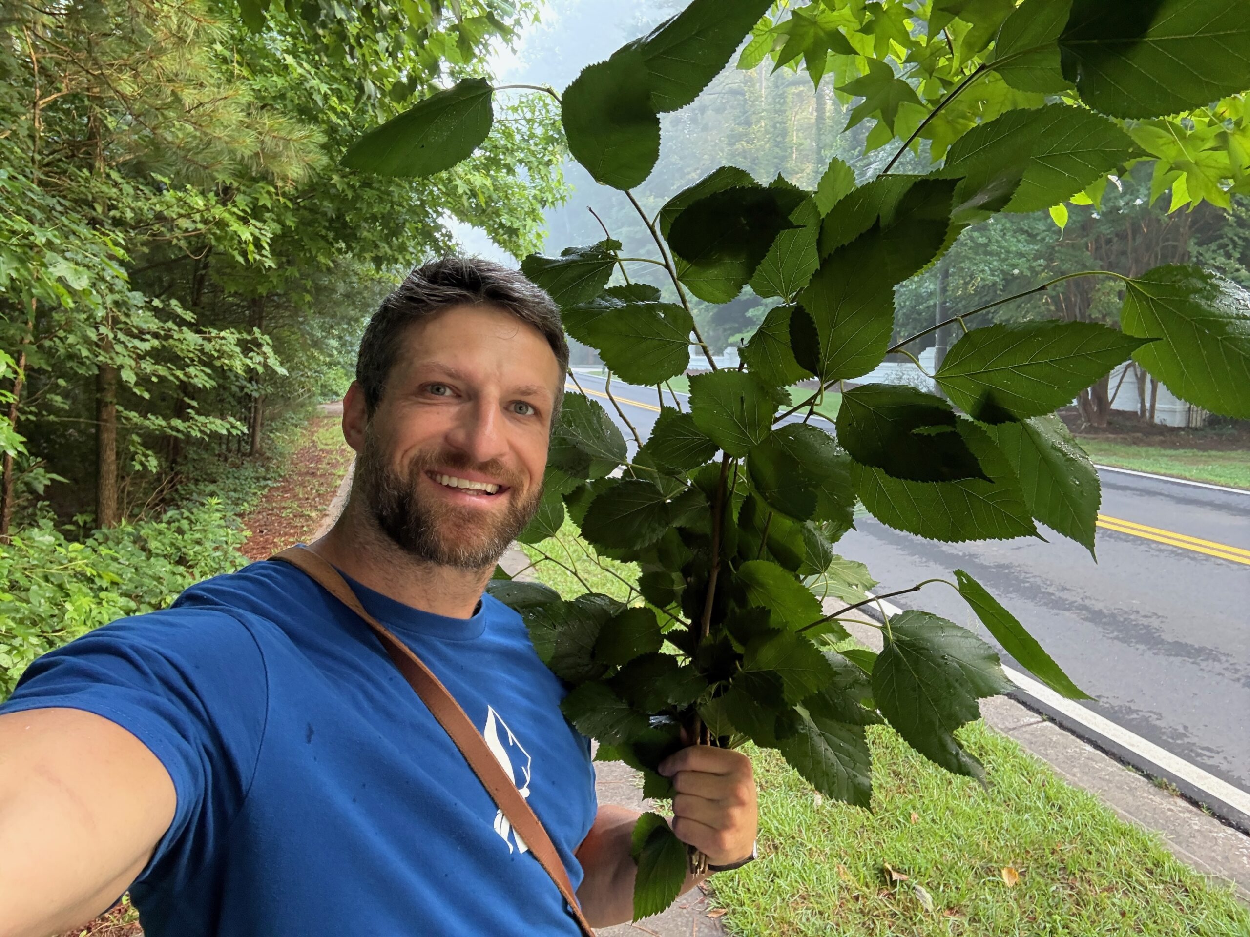 Mulberry leaves are high in vitamin C and protein.