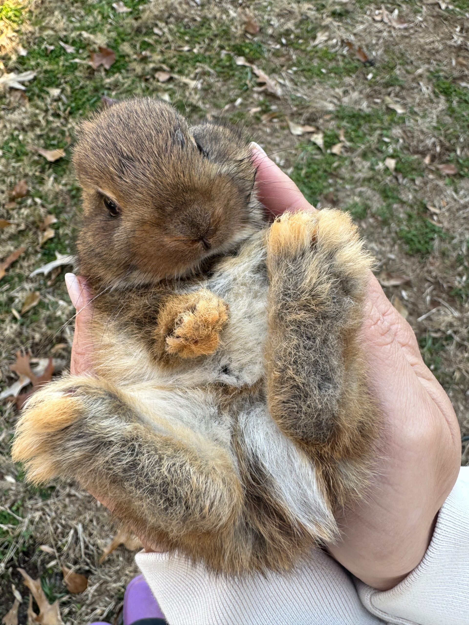 We try to get the babies used to being handled