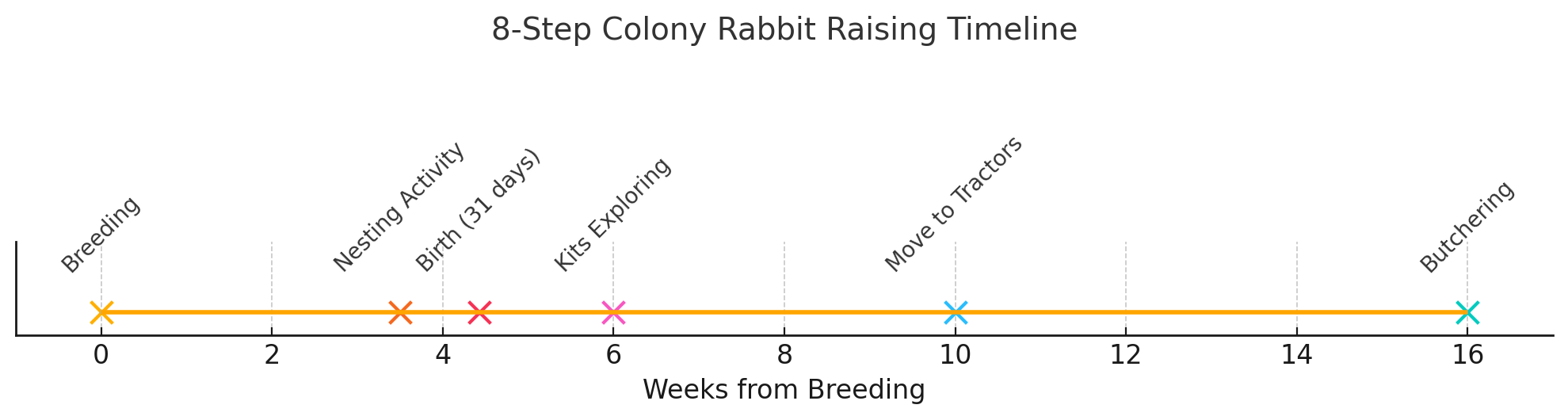 Rabbit raising timeline